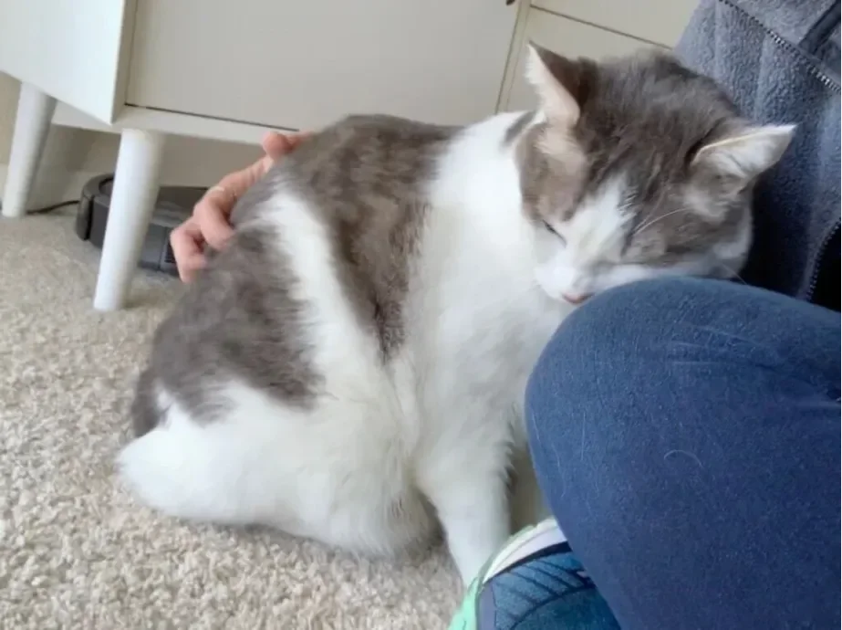 Cuddle_time_with_cat.webp
