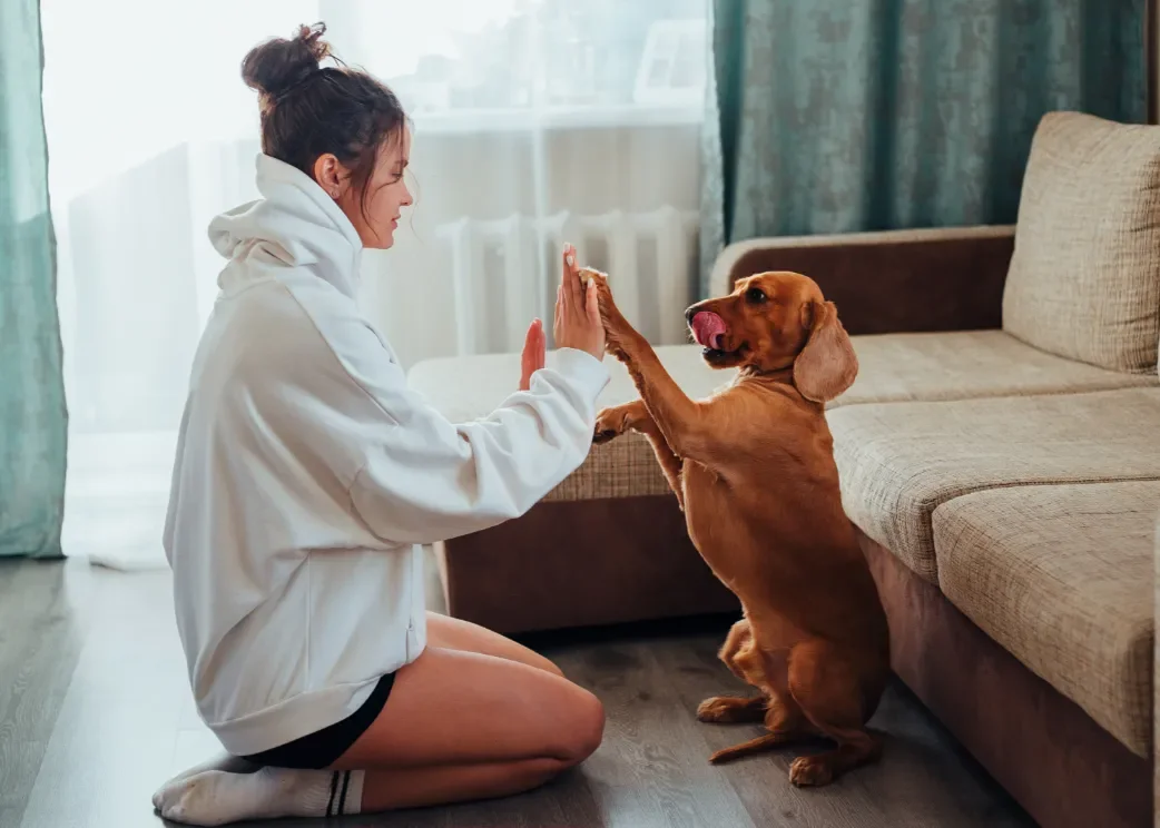 Dog Sitter Los Angeles