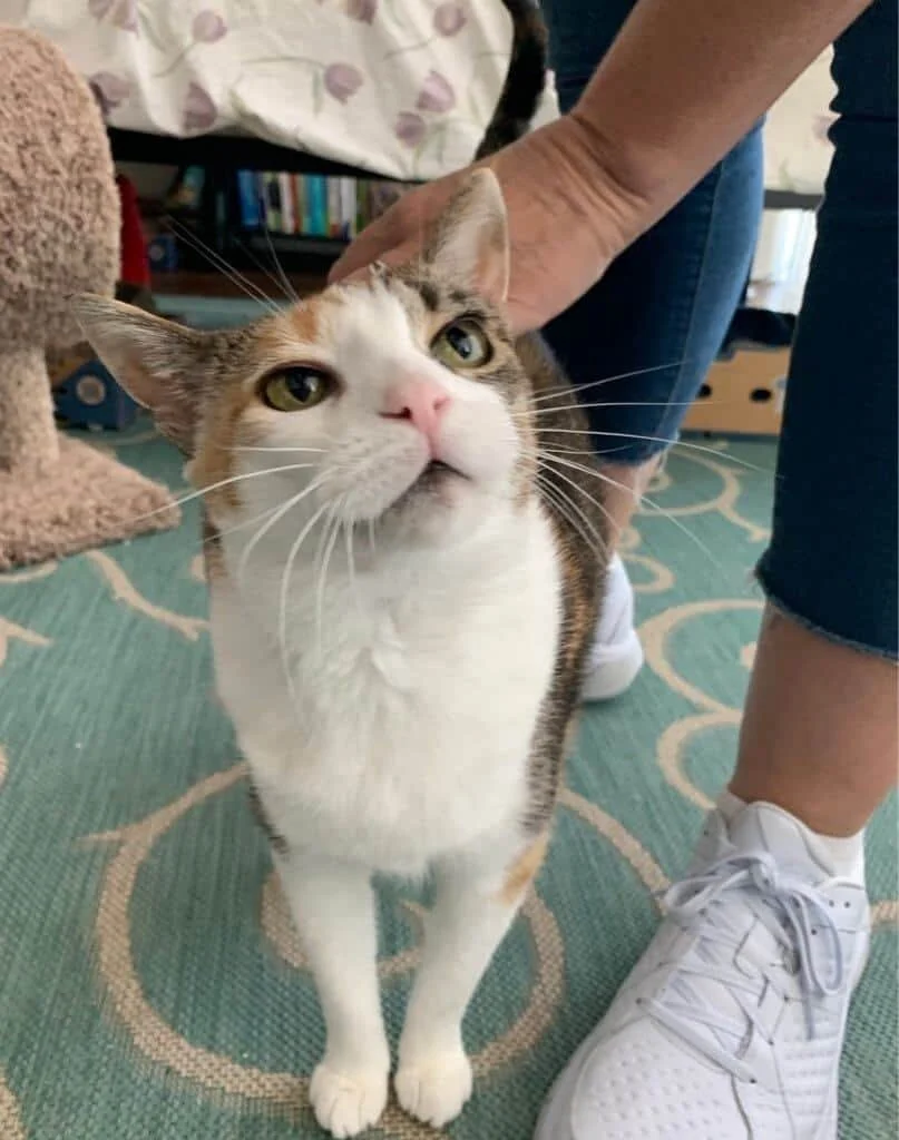 A calico cat with white, orange, and black fur being petted on the head by a person wearing white sneakers and rolled-up jeans inside a home.