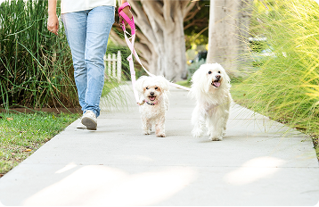 Person walking two small white dogs on a sidewalk surrounded by greenery