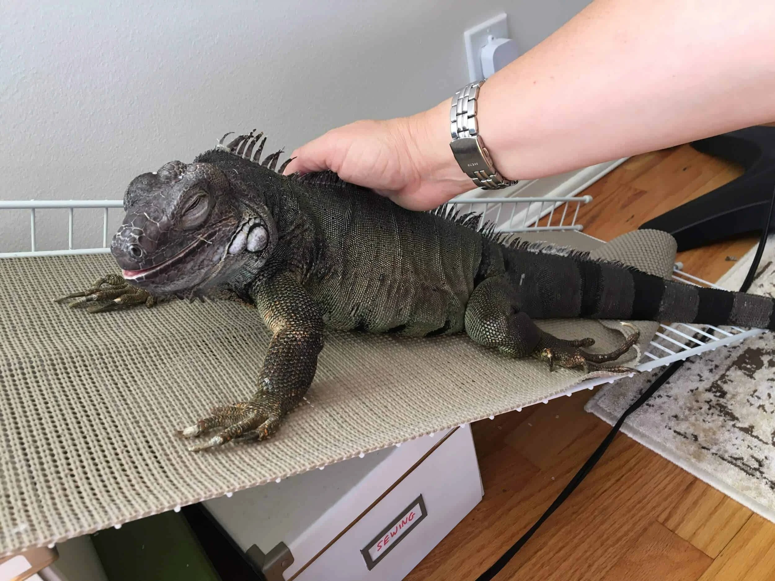 A large green iguana with spines along its back and a long tail lying on a textured surface, with a person's hand gently touching its back.