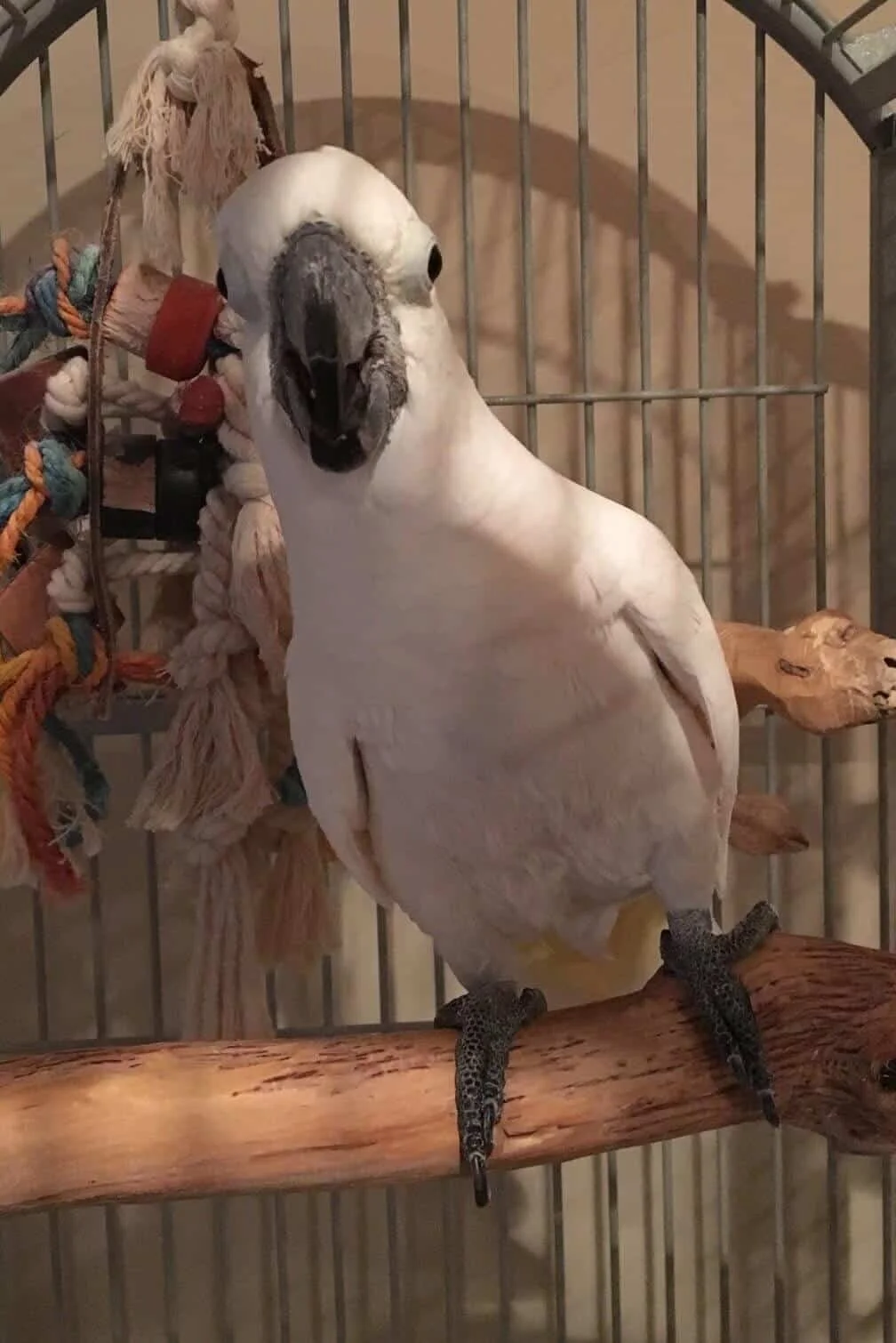 A white pigeon with a black beak, standing on a wooden perch inside a cage decorated with colorful ropes and toys.
