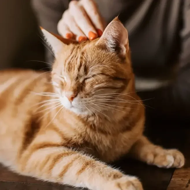 The+Ultimate+Guide+to+Choosing+the+Perfect+Cat+Sitter+in+Santa+Monica.webp