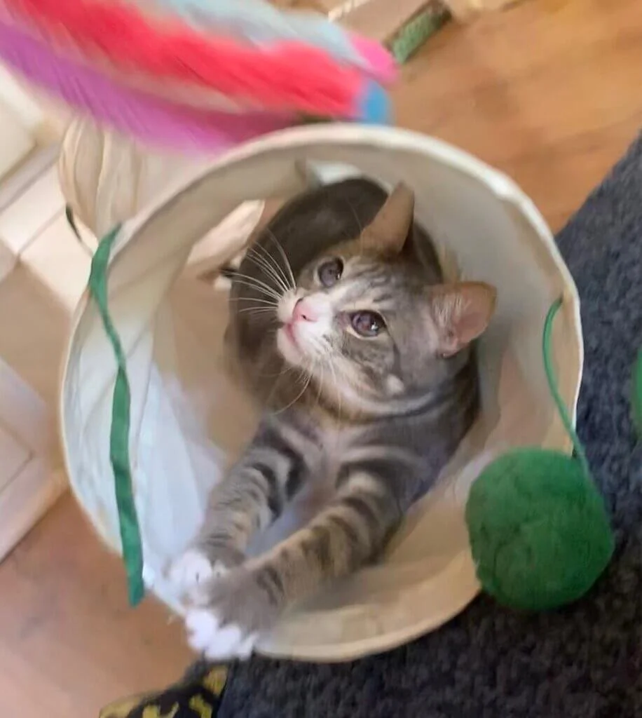 A playful gray tabby cat stretches its paws towards a colorful feather toy while sitting in a white tunnel on a wooden floor, looking curious and engaged.