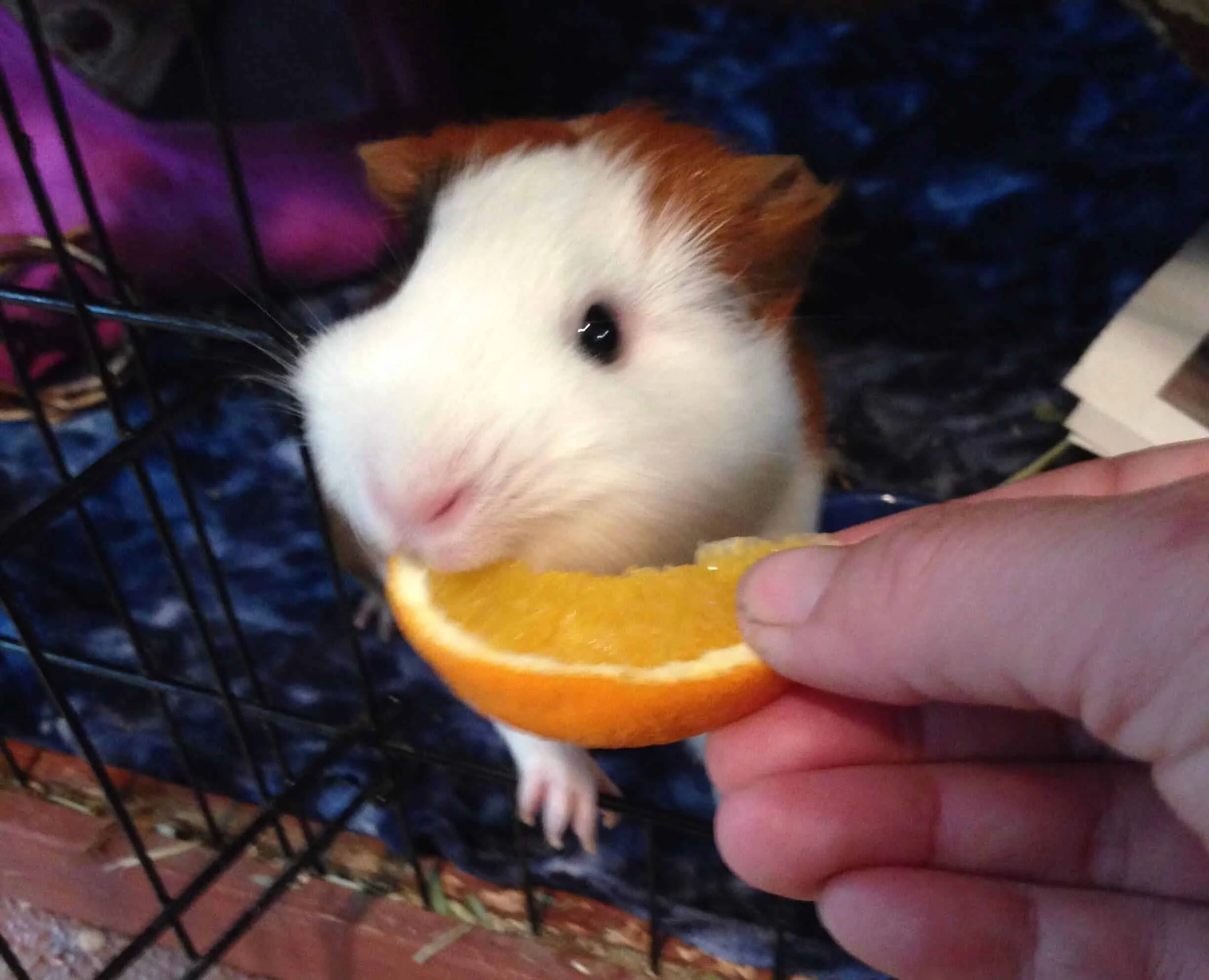 Close-up of a guinea pig reaching for a slice of orange handed by a person, inside a cage with a blue blanket.