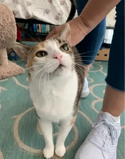 Cat_Sitting_Marina_del_Rey.webp
