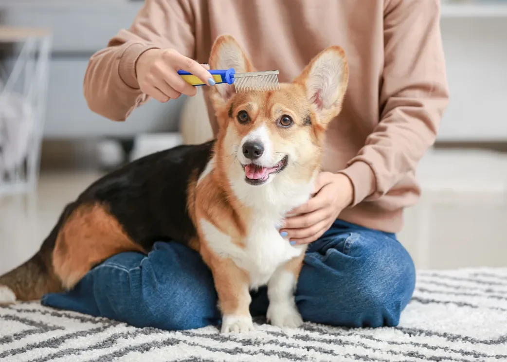 Pet care
