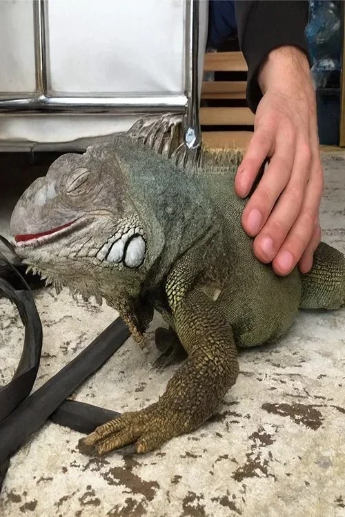 pet-sitting-iguana.webp