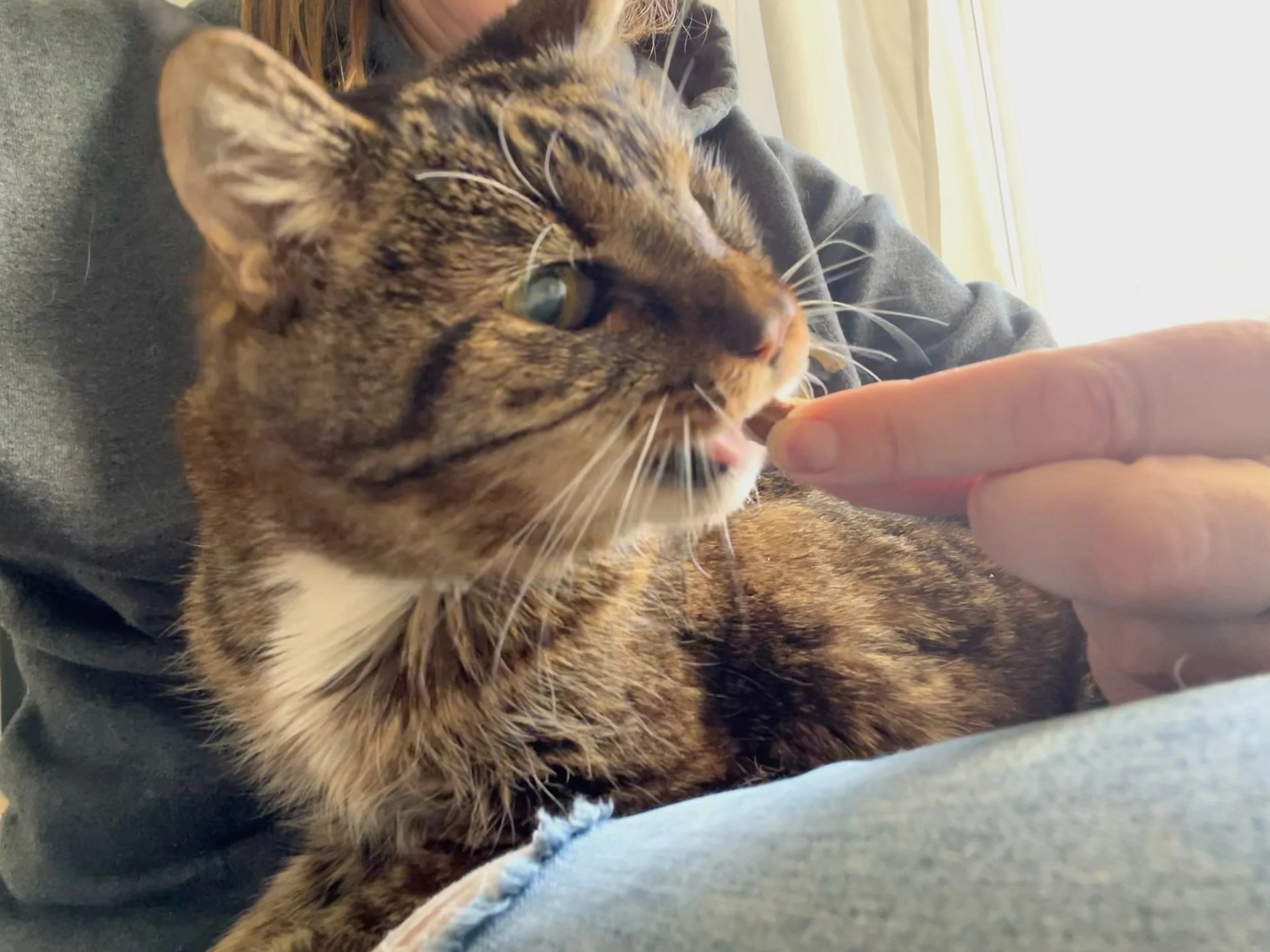 pet sitter administers medication,