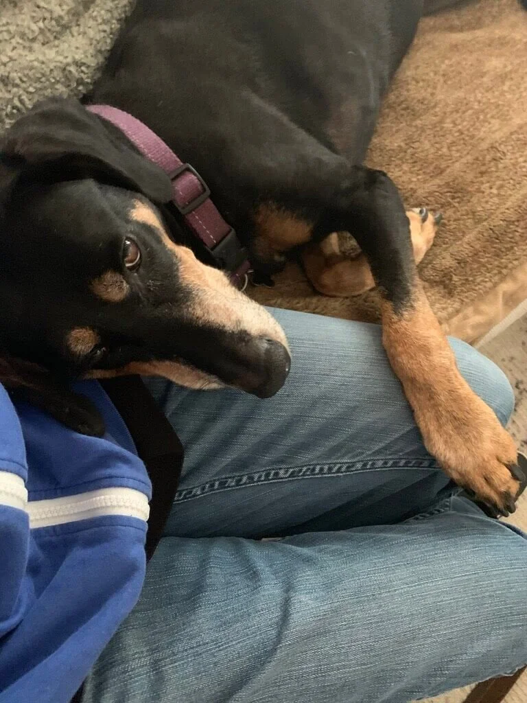 A black and tan dog lying on the floor, resting its head on a person’s lap, with one paw on the person’s leg.