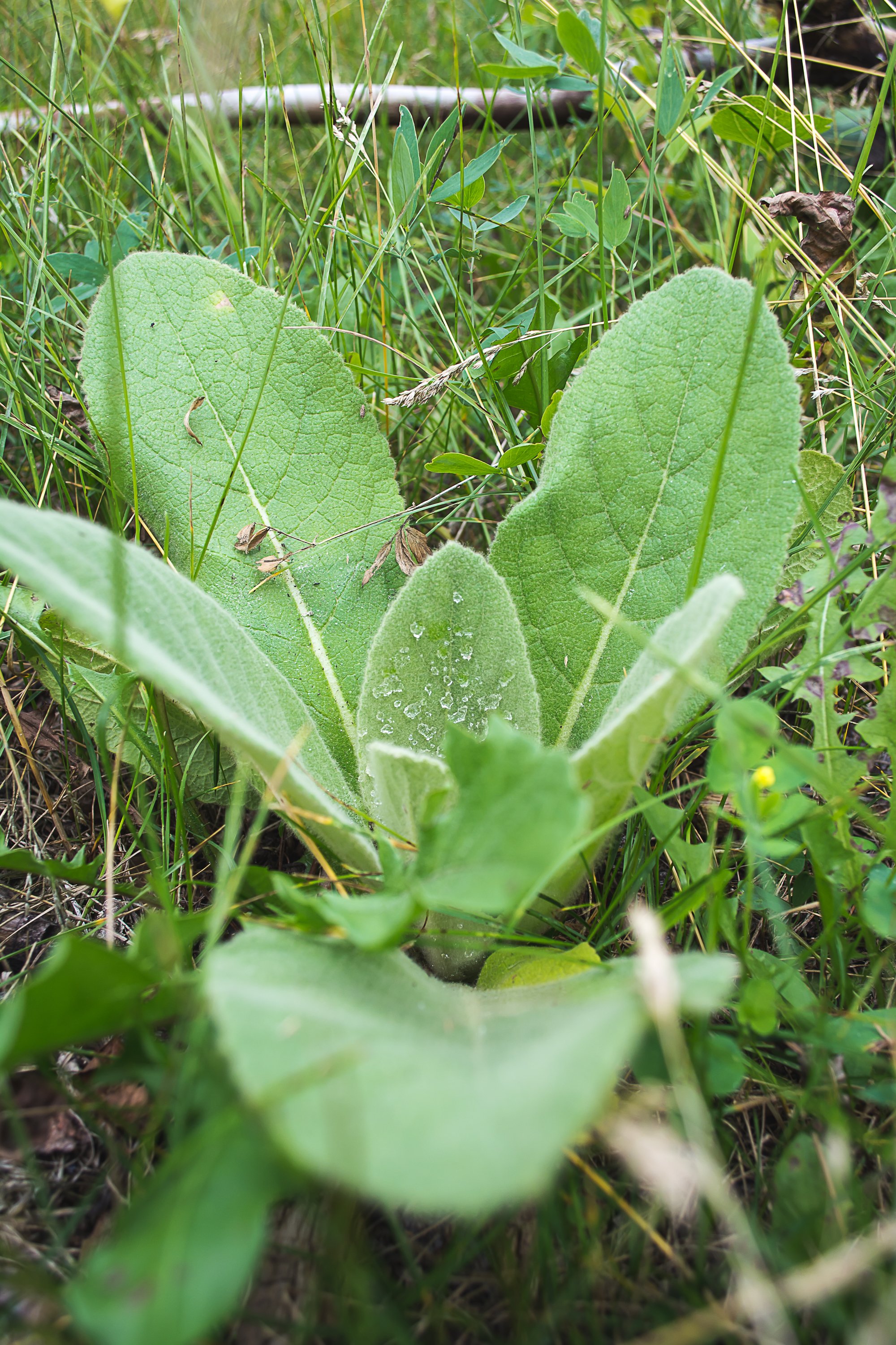 Grow the Forest Club