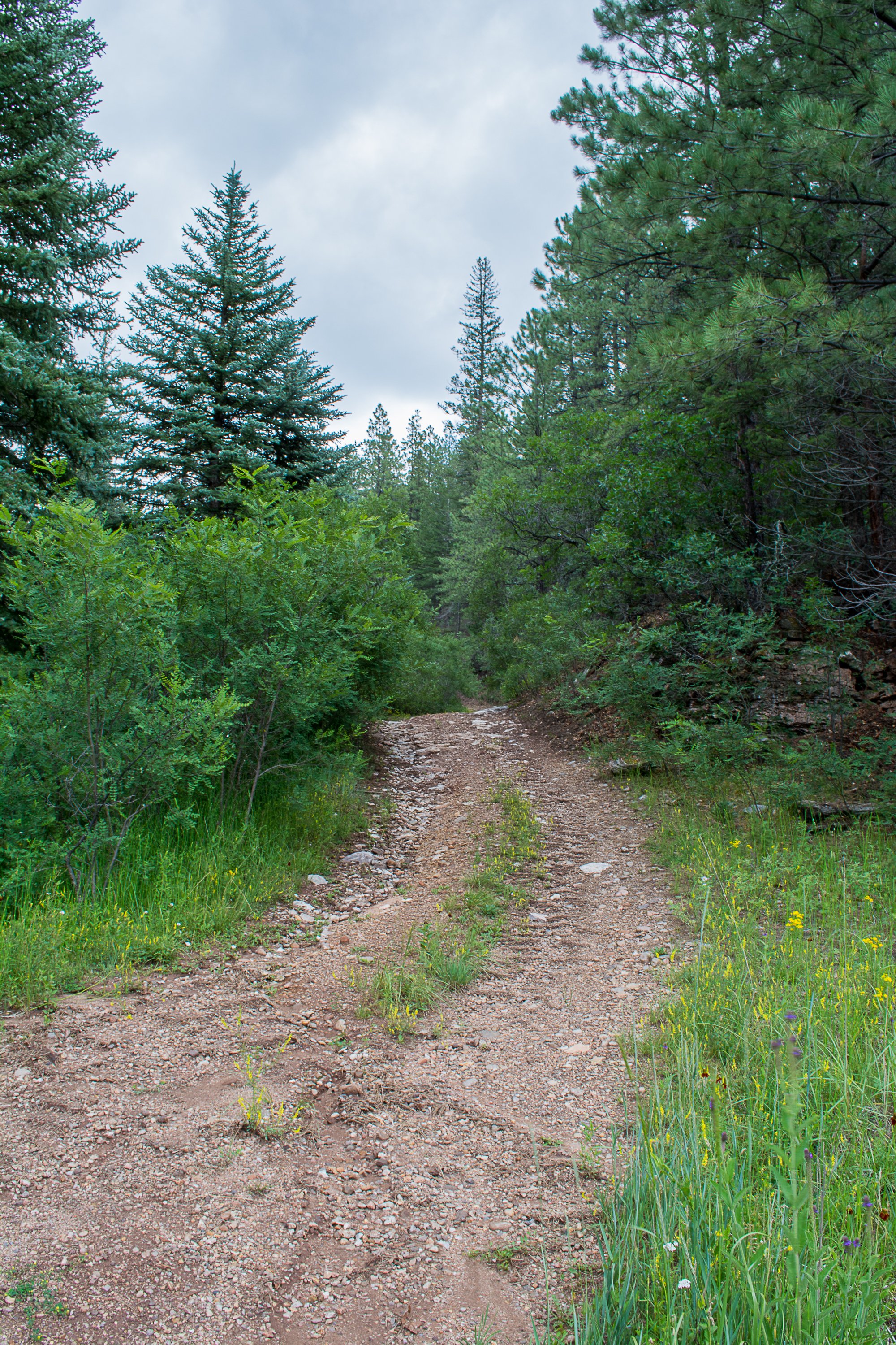 Blaze the Trails Club