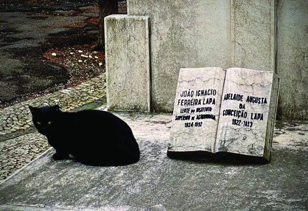Cat@Cemetry_1813.jpg