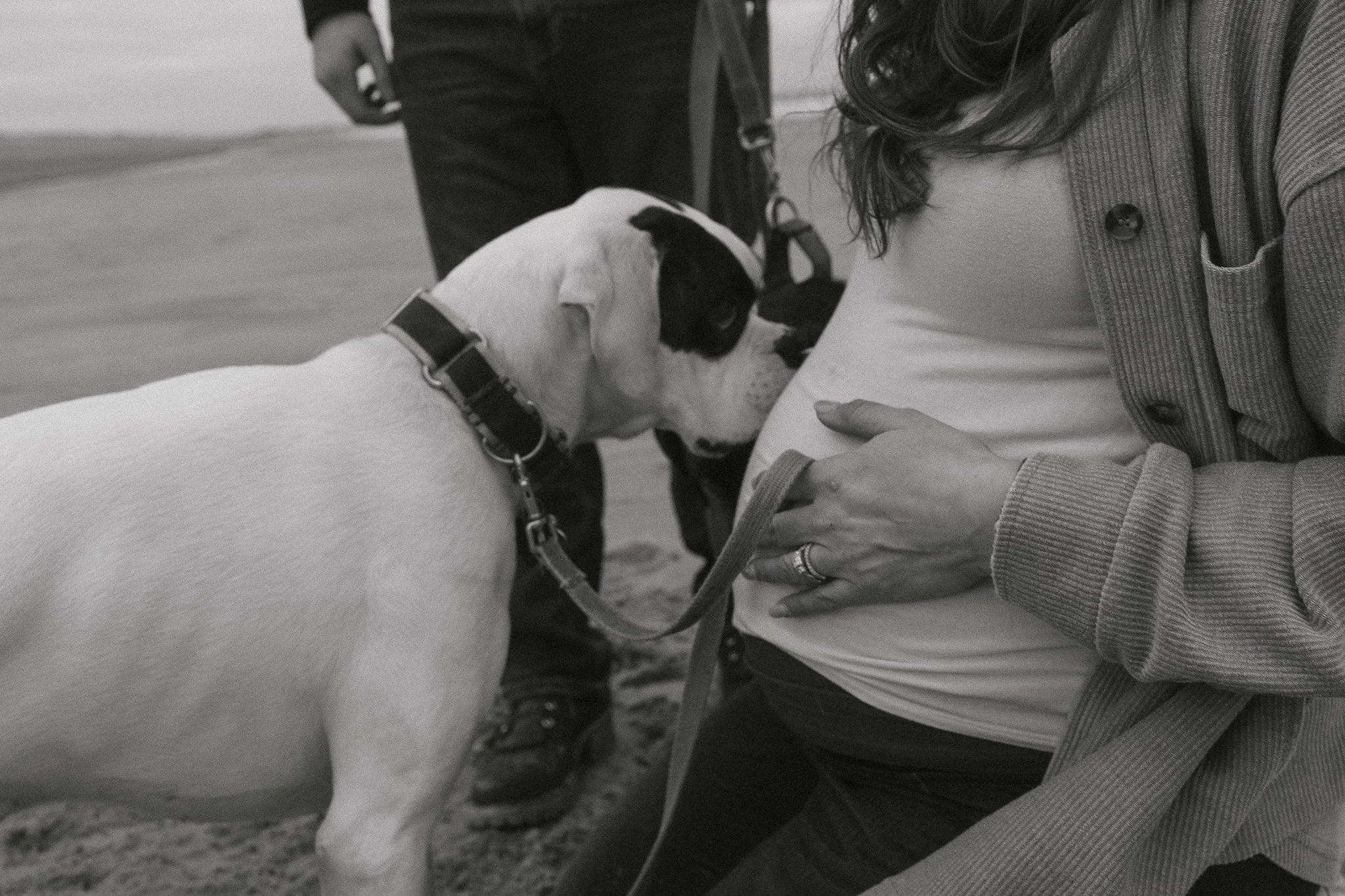 dog sniffing pregnant belly on a beach in spring Seabrooke New Hampshire