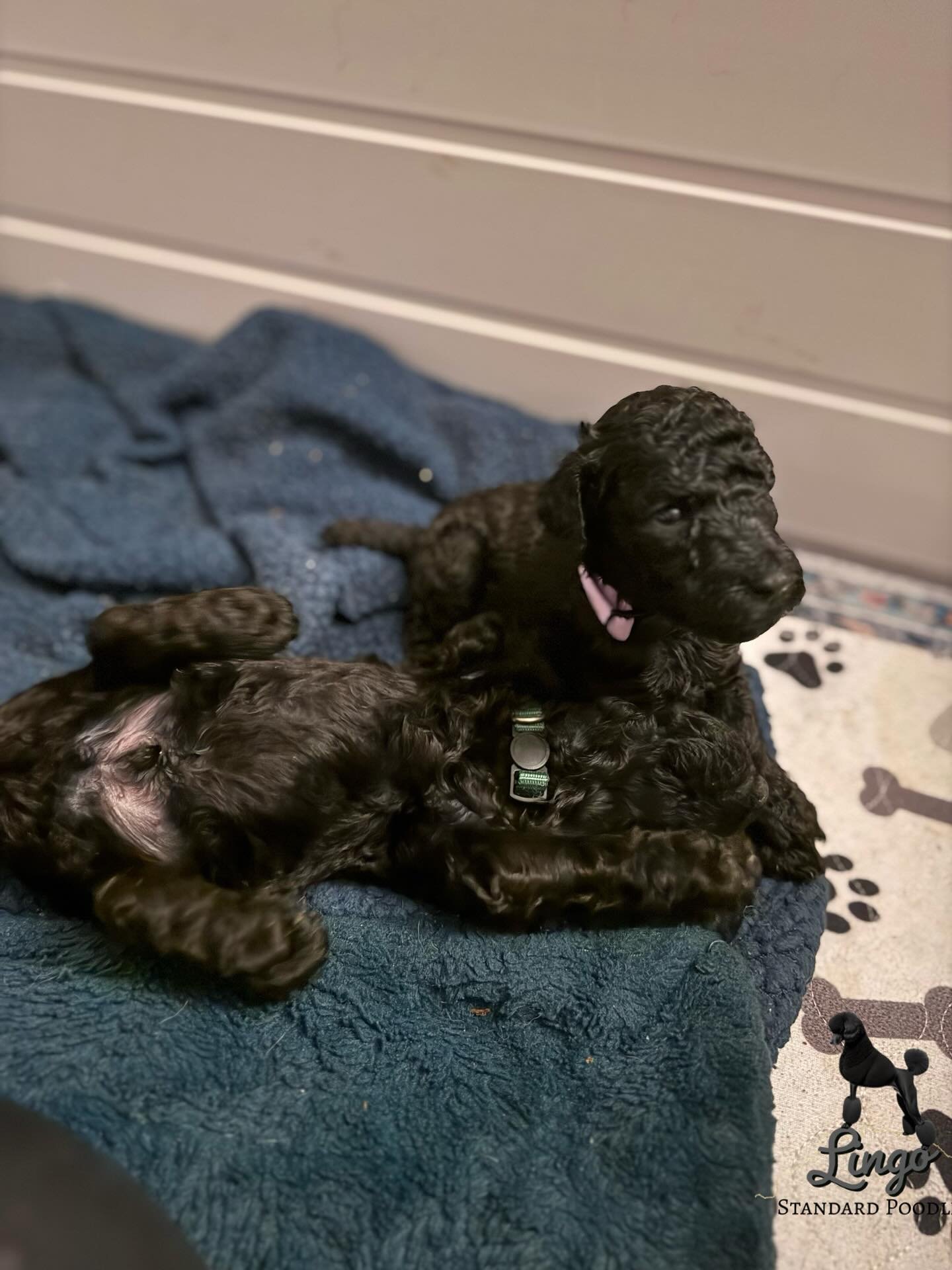 Standard Poodle Puppies Texas