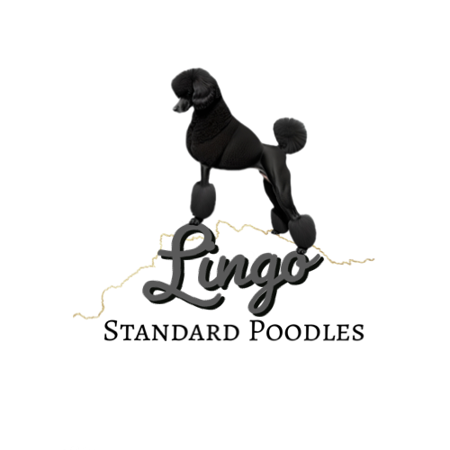 Lingo Standard Poodles