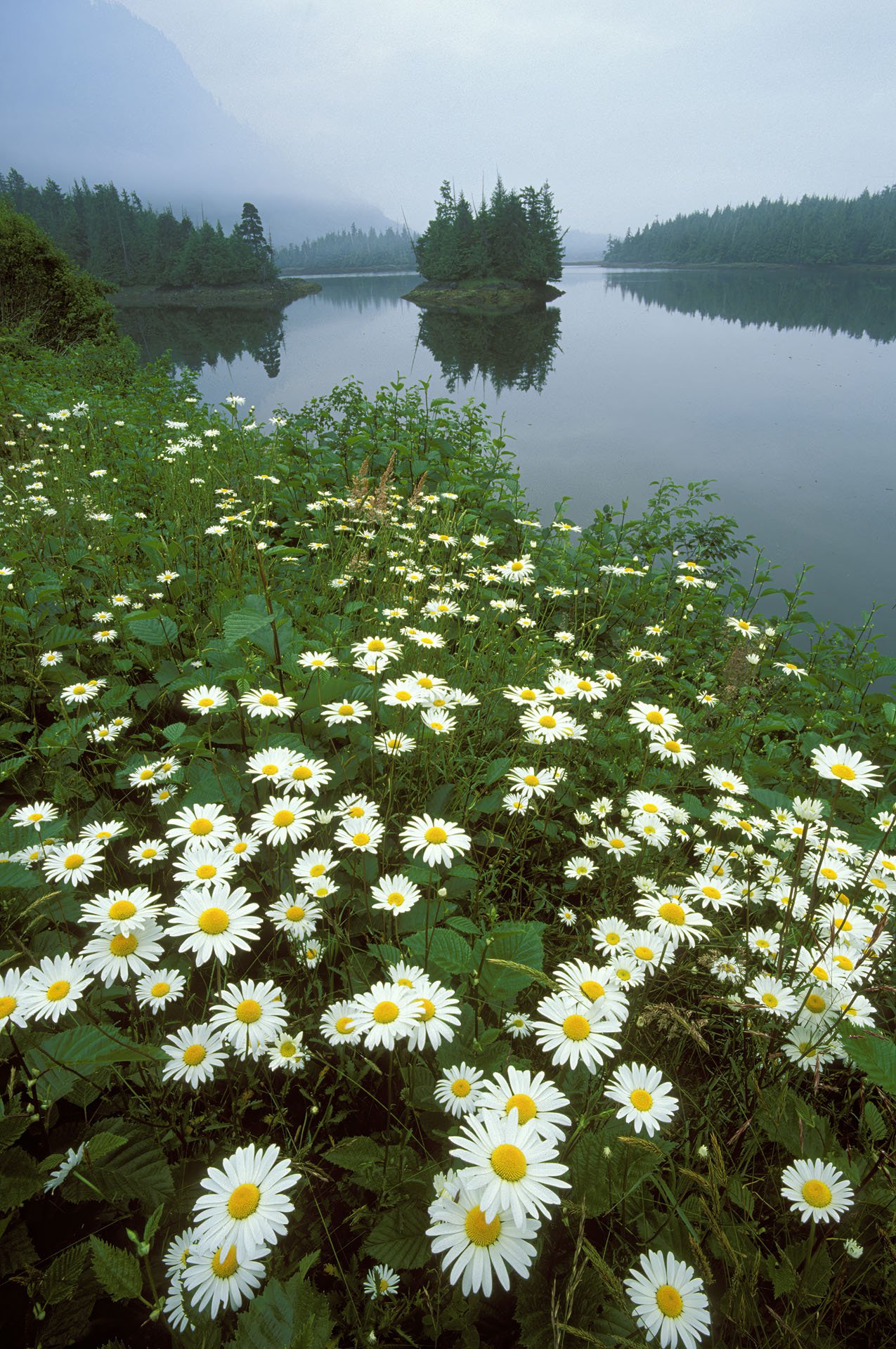 Daisies.PrinceRupert.jpg