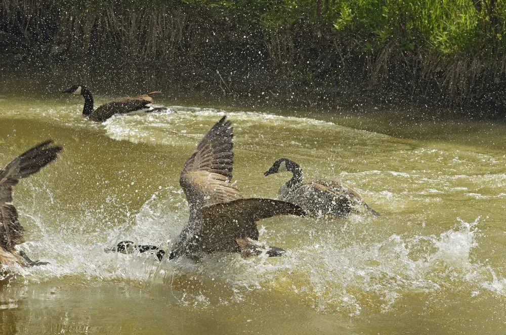 Canada Geese, Seine River — The Canadian Gallery