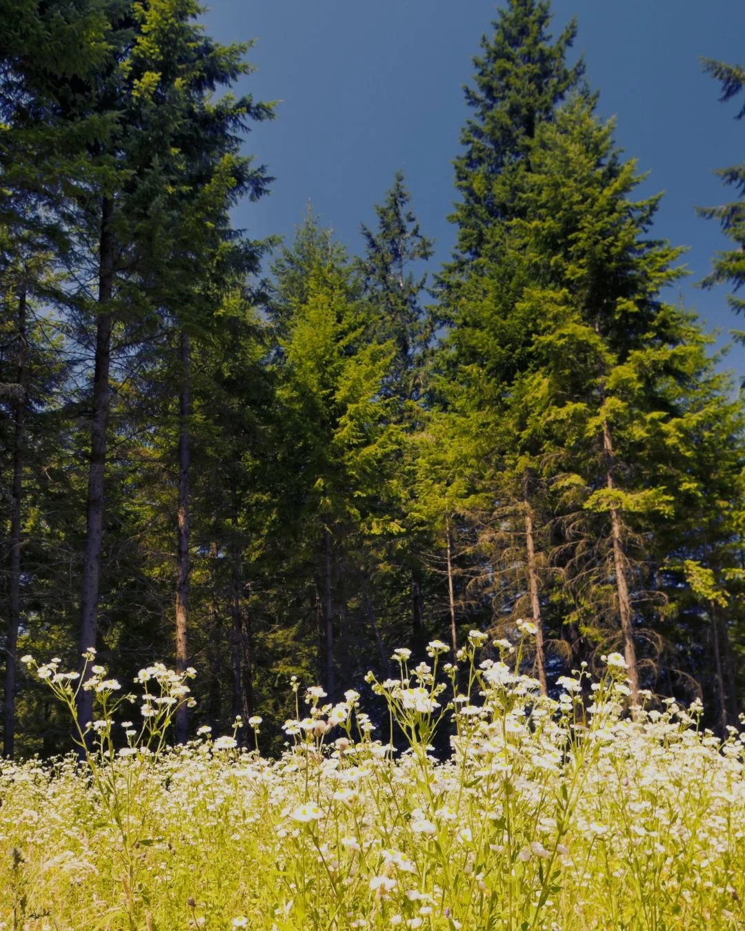 Sa, 10.07.2027 | Spuren der Lichtung | Sommer Lichtung im Wald