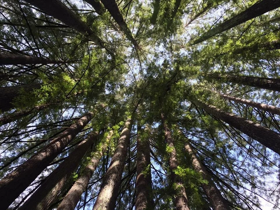 What is Rooted Connection?