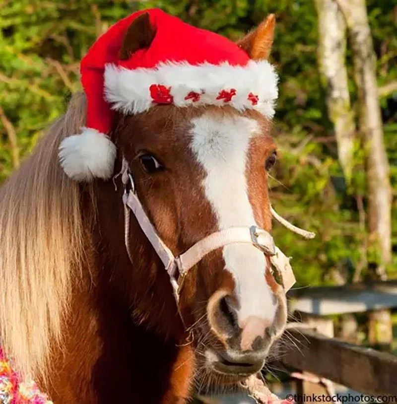 North Shore Christmas Festival