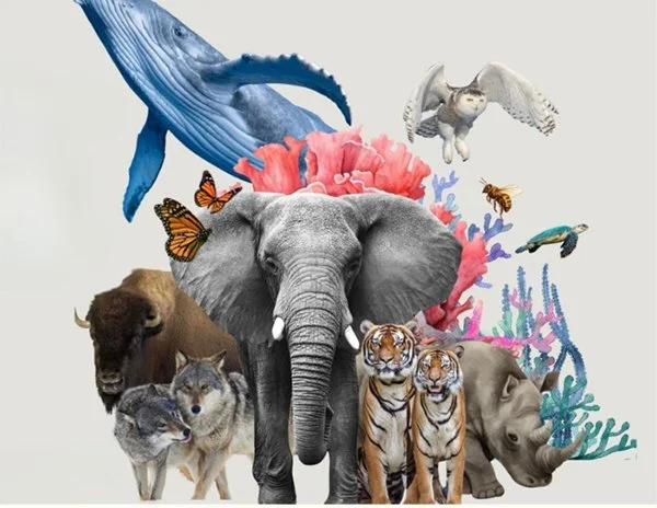 Carnival of the Nearly Extinct Animals