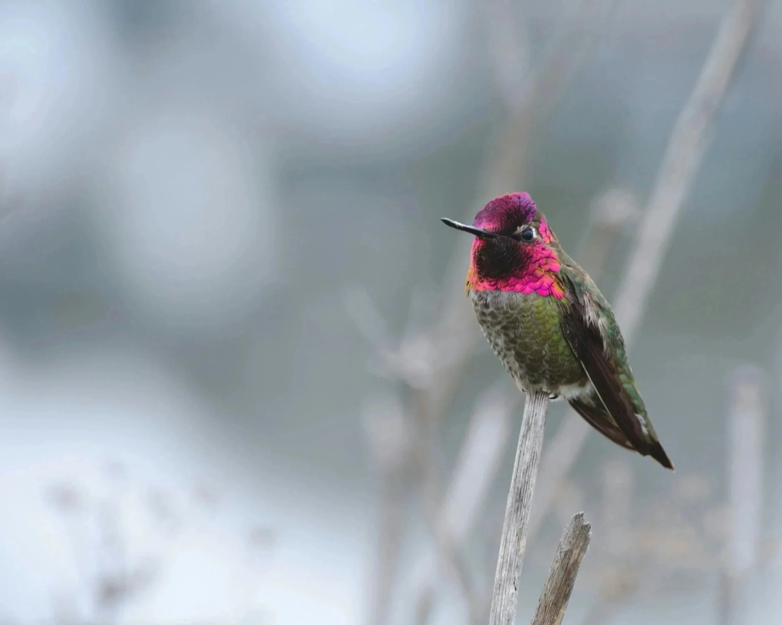 carie winchell brainz magazine executive contributor brainz partner therapist somatic therapist brainspotting healing spiritual mentor spiritual therapy healing