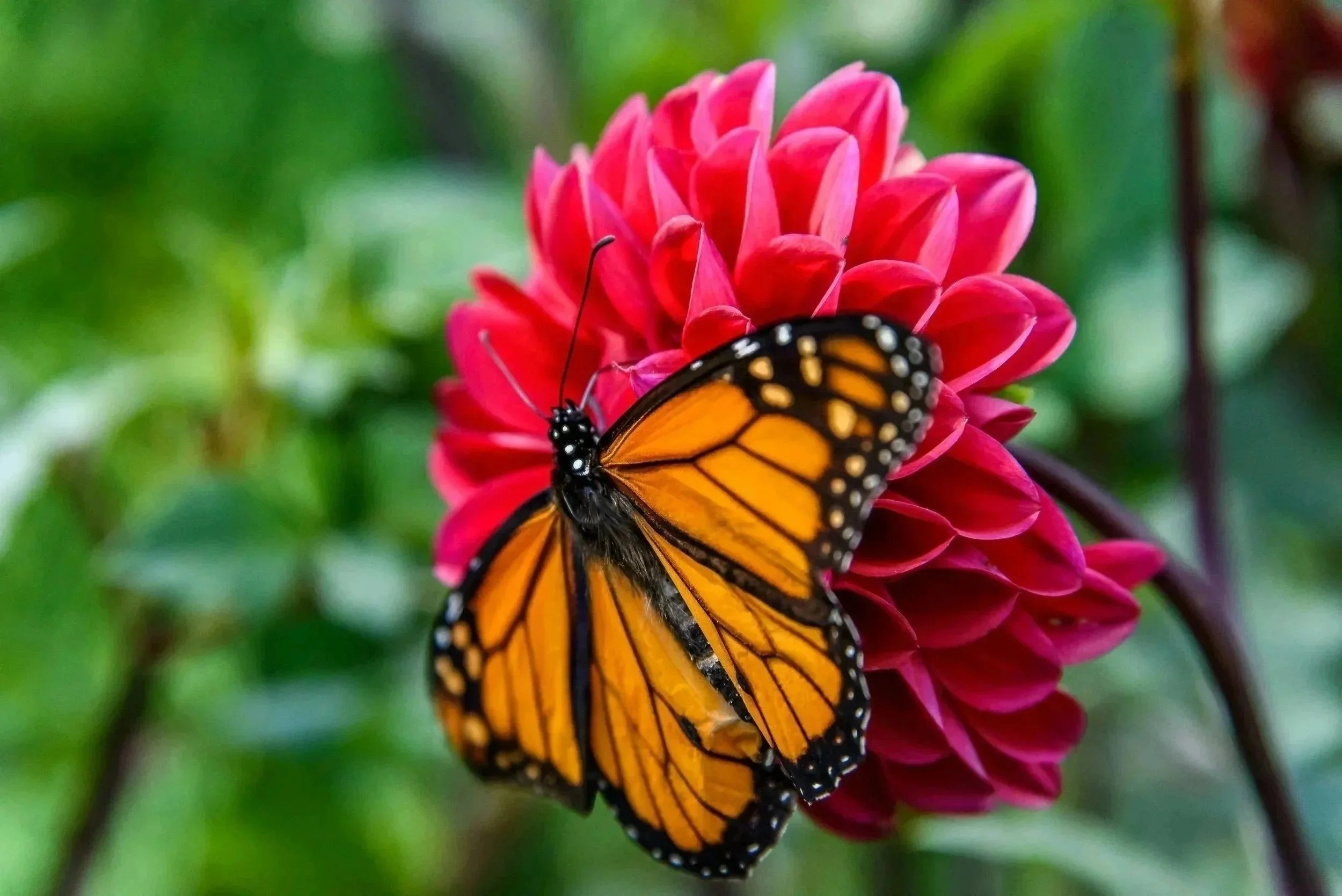 Change Monarch Butterfly Symbolism Power Animal Spirit Guide Carie Winchell Mental Health Therapy