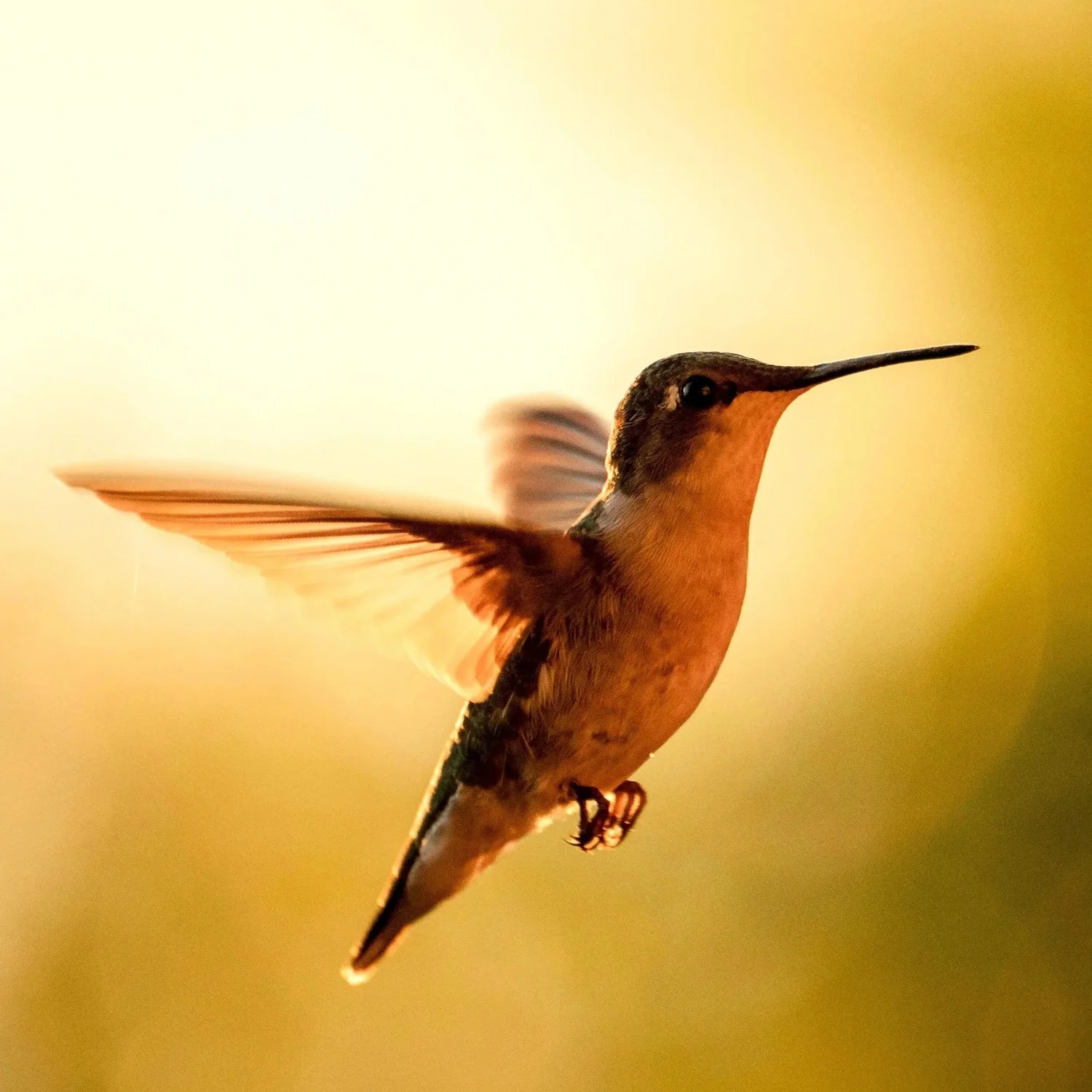 Carie Winchell, LMHC