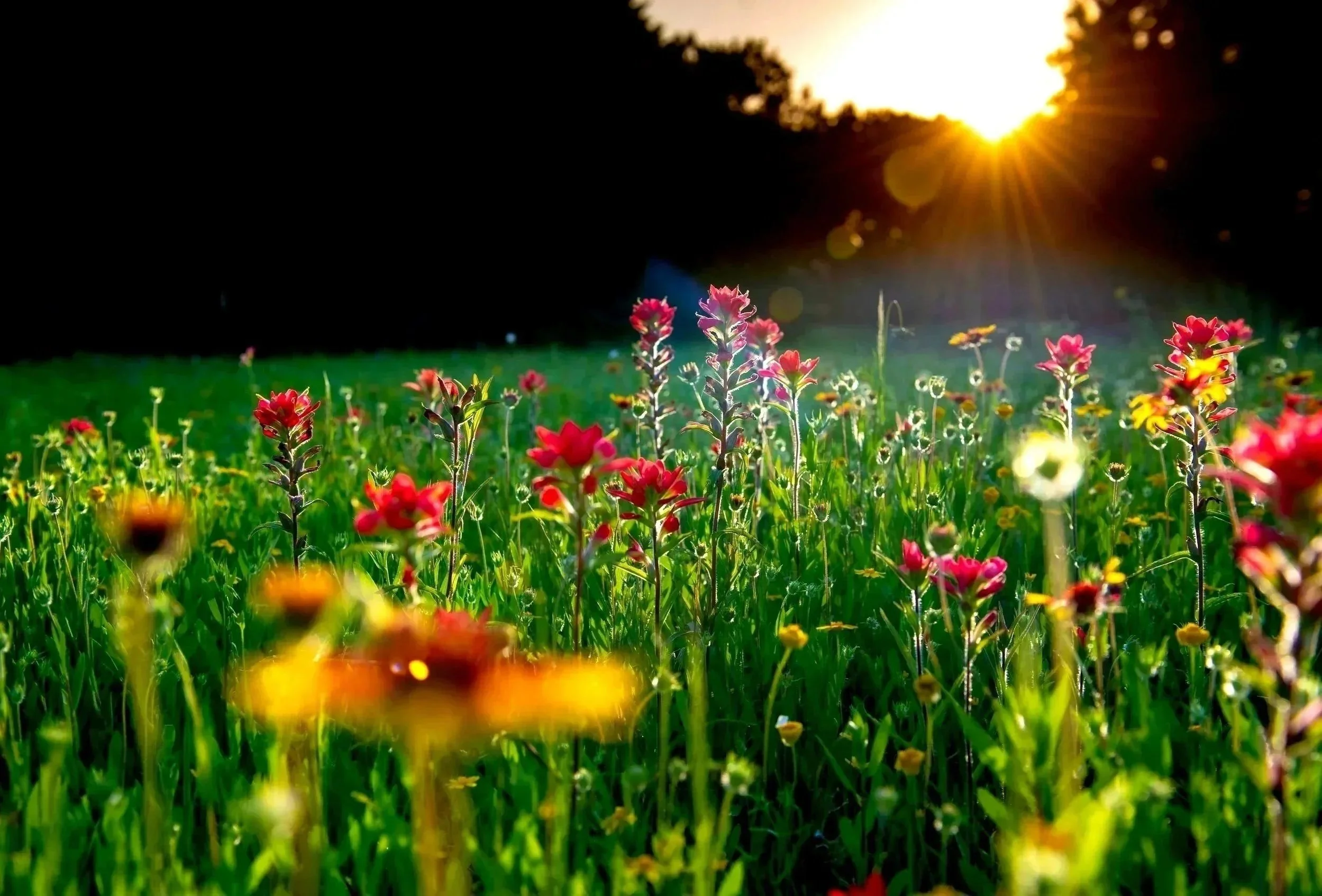 flowers sunset mental health carie winchell healing human design and gene keys