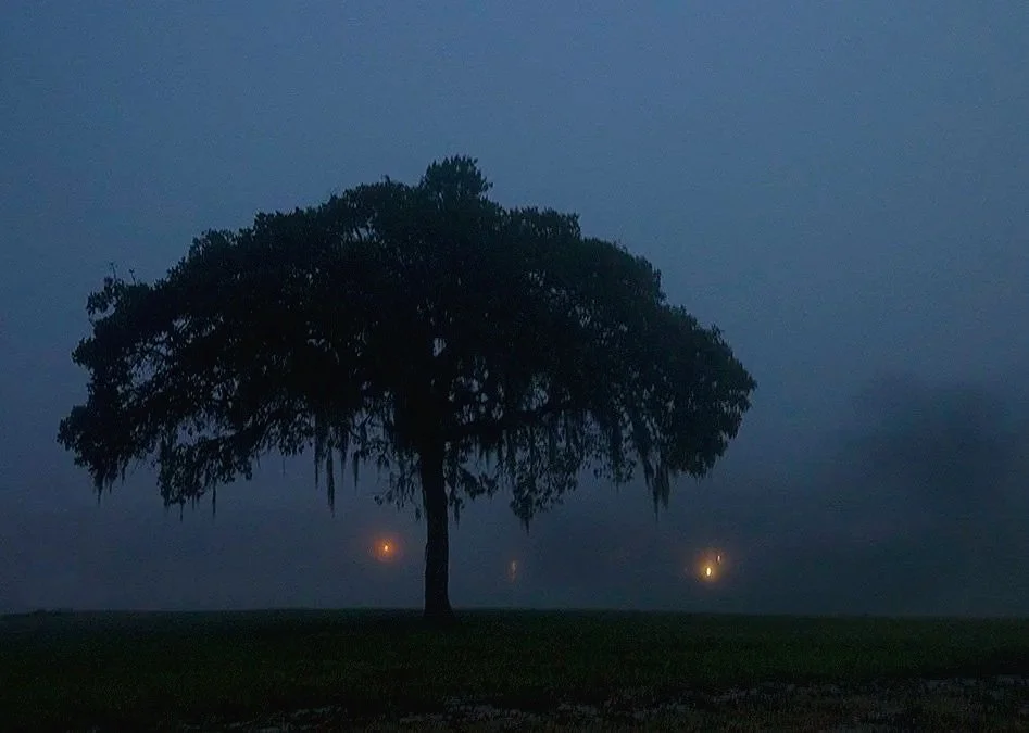 TreeEarly-.jpg