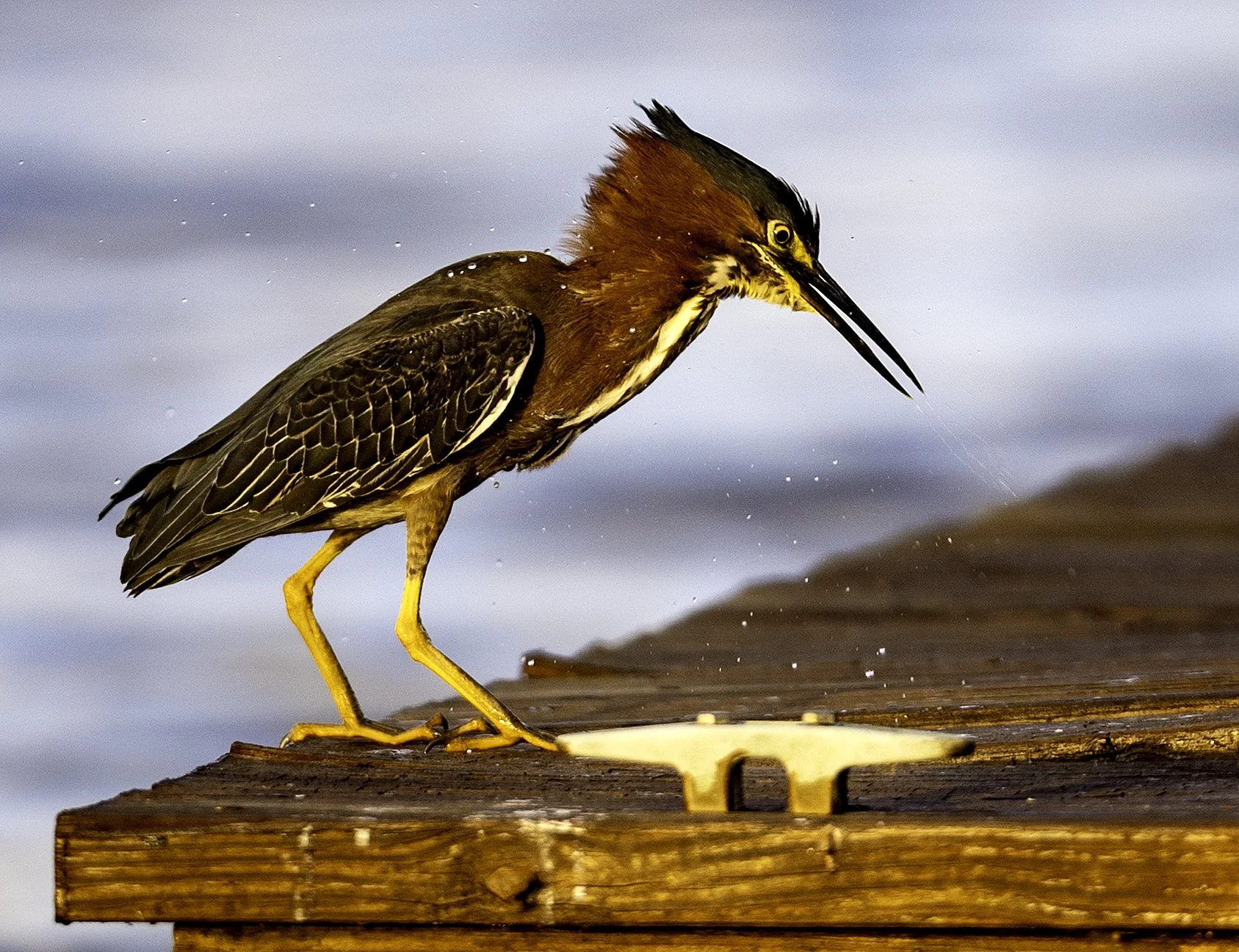 GreenHeron24.jpg