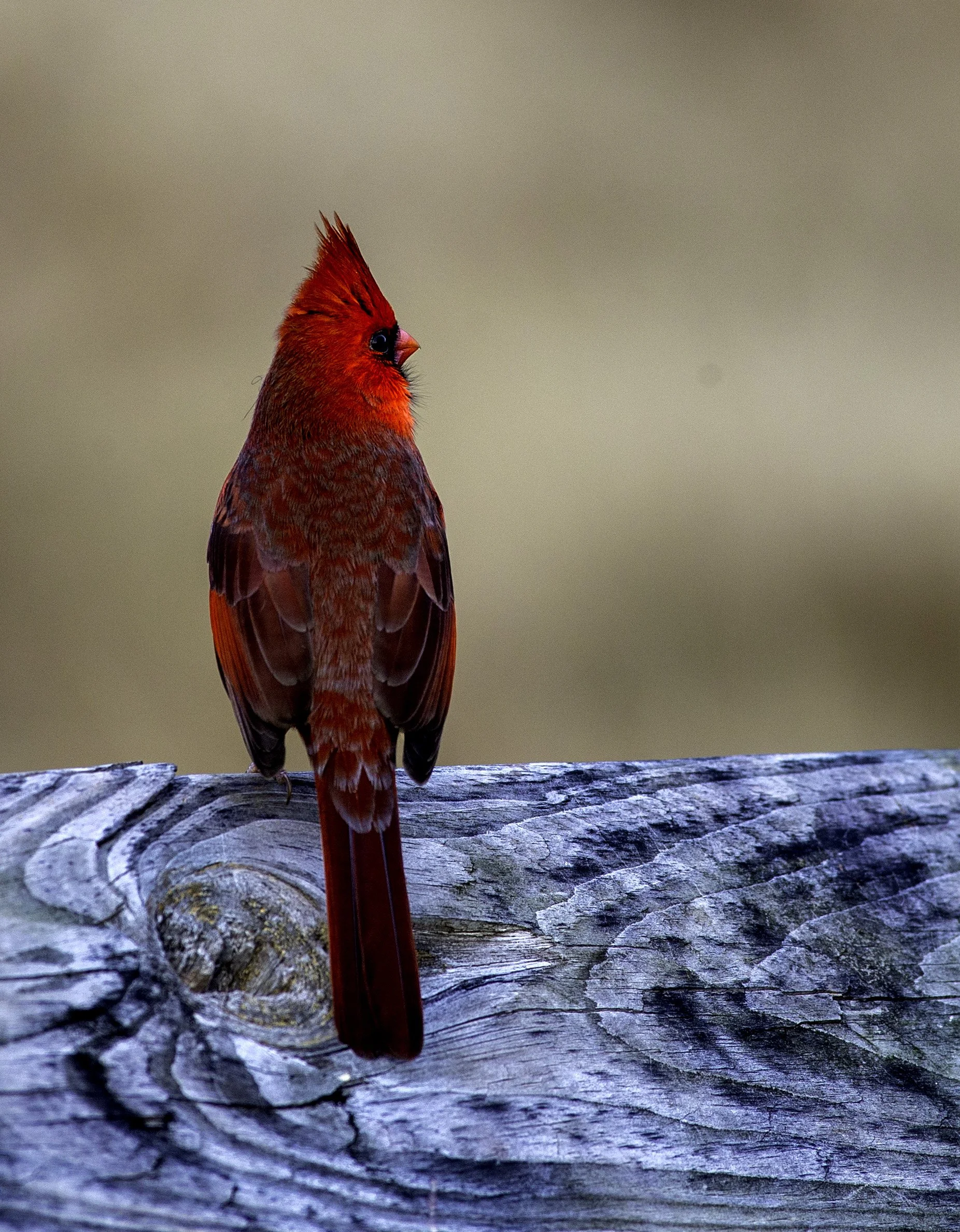 Cardinal01.jpg