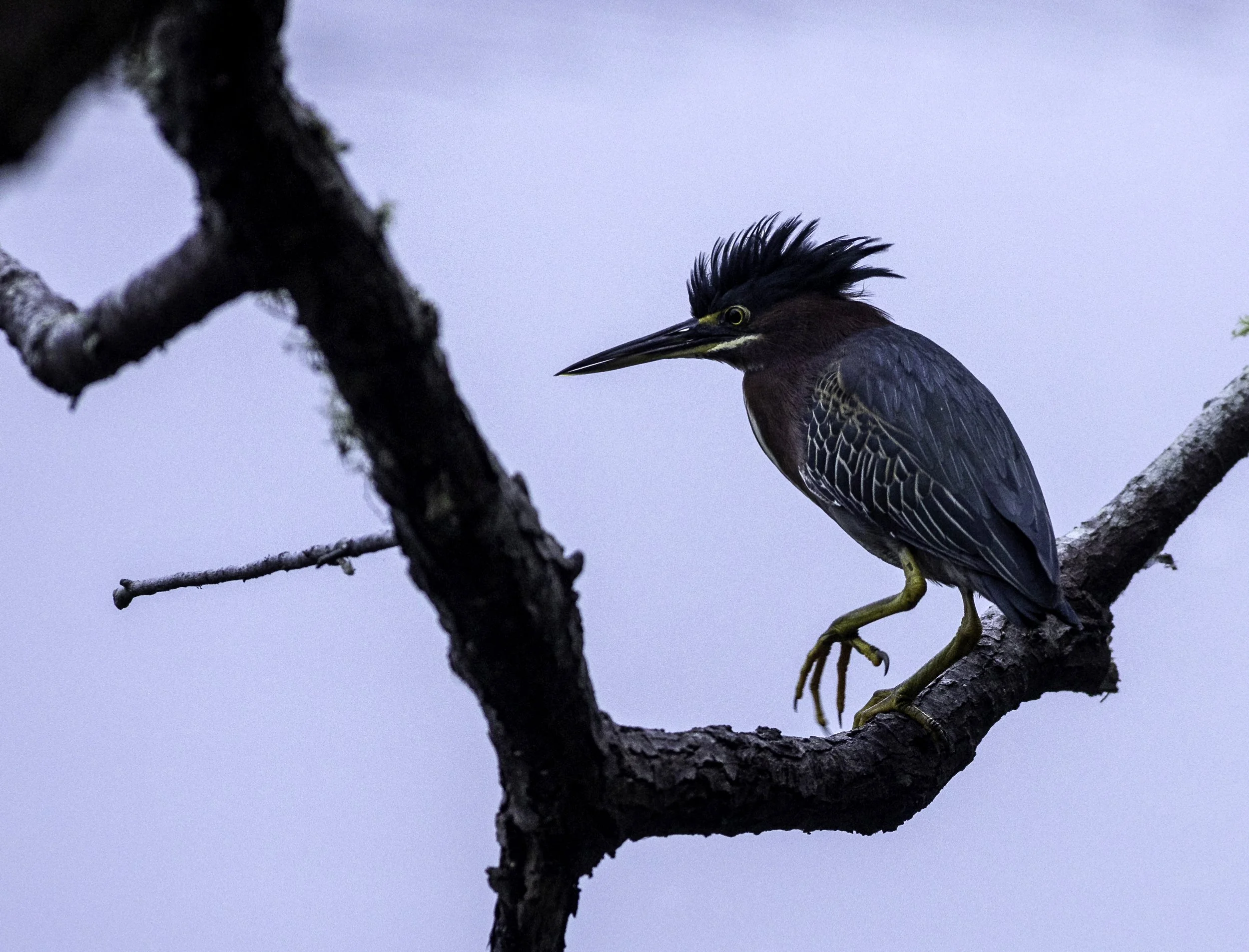 GreenHeron04.jpg
