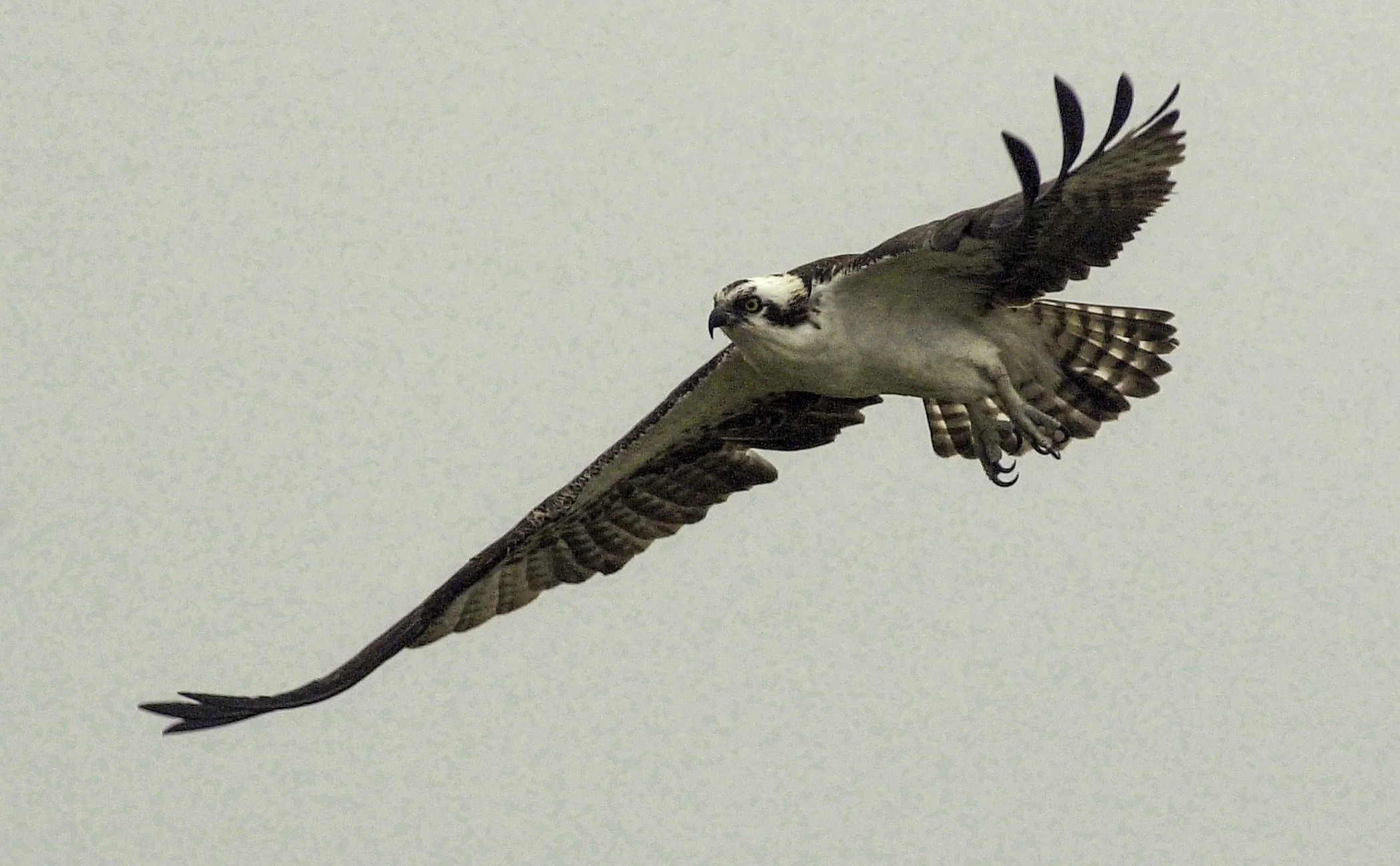 osprey.jpg