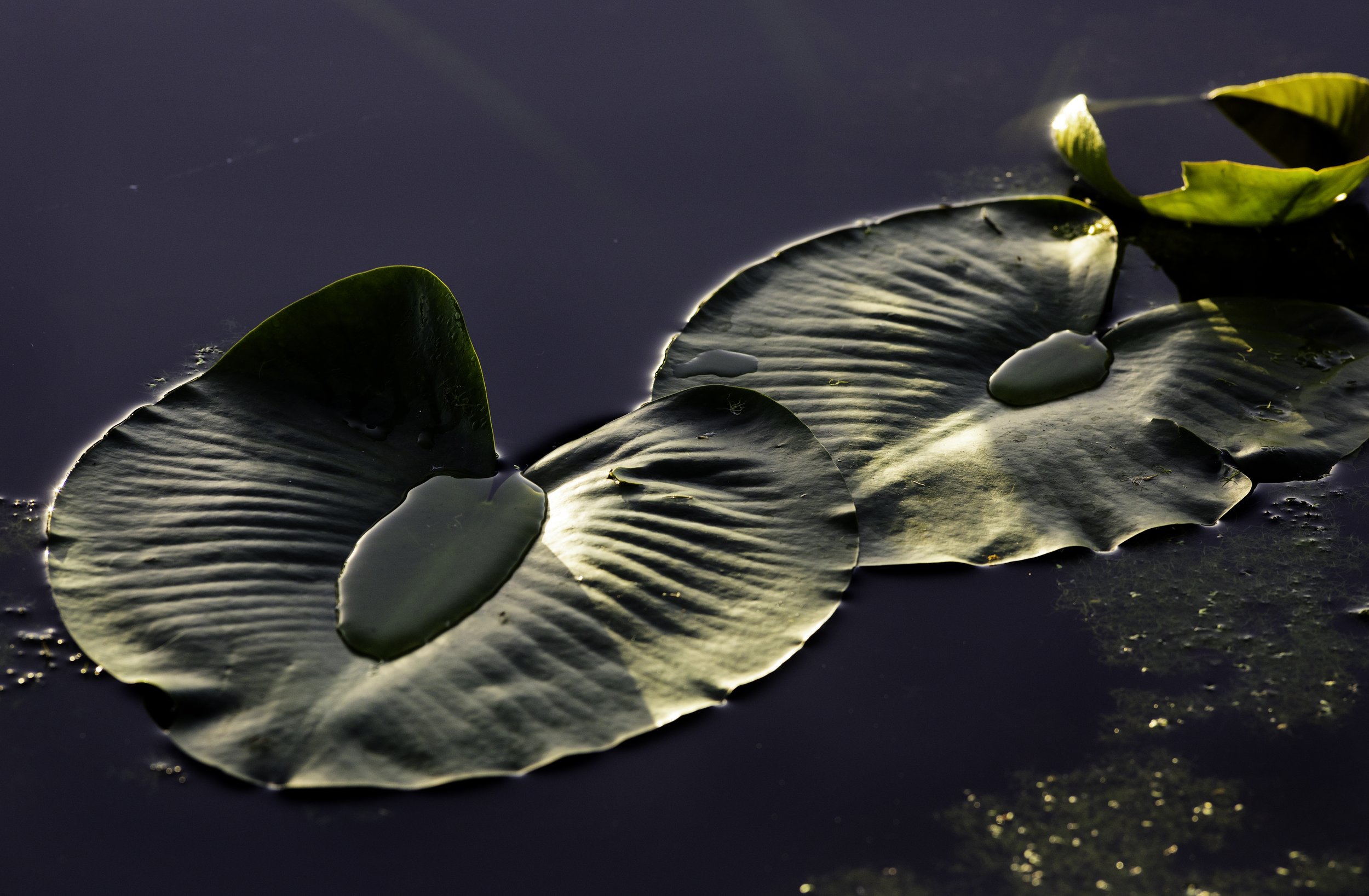 LilyPads.jpg
