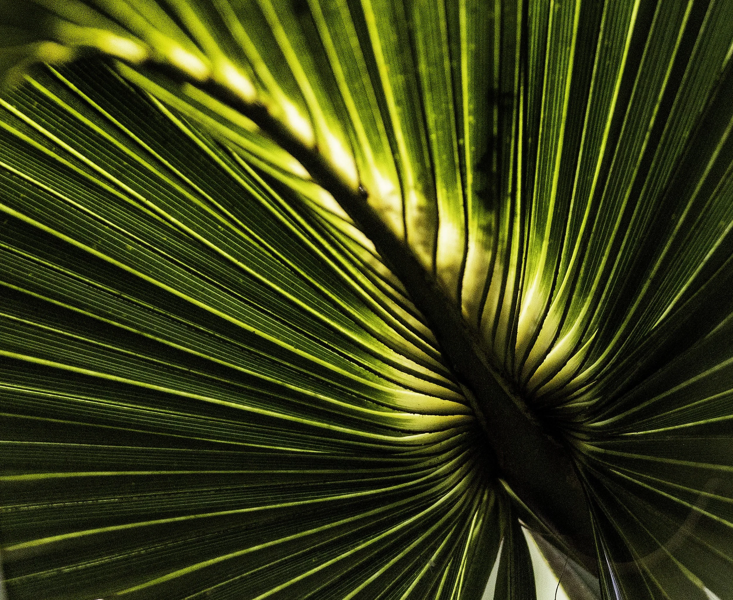 palmfrond01.jpg