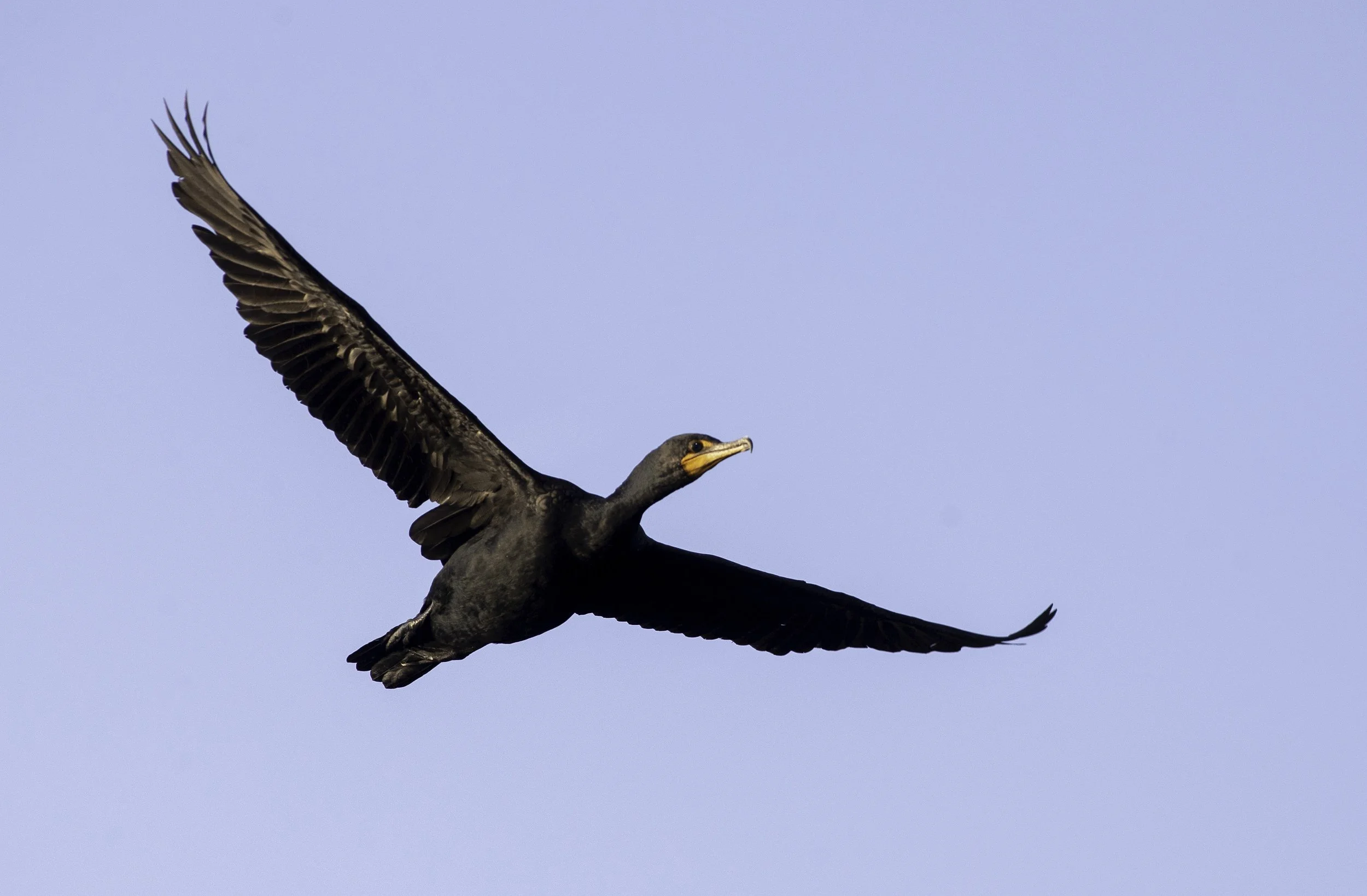 DoubleBrestedCormorant02.jpg