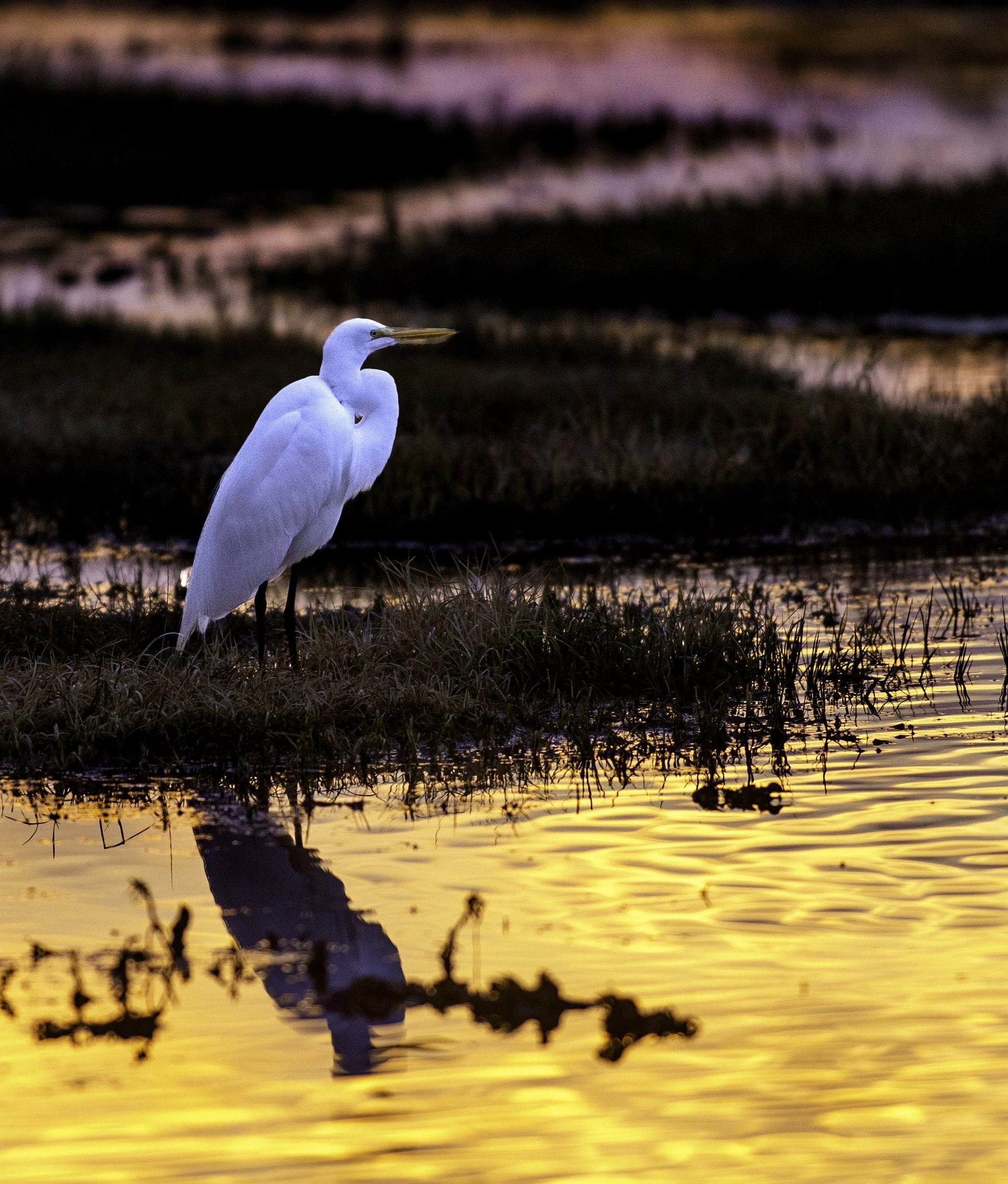 SnowyEgret022.jpg