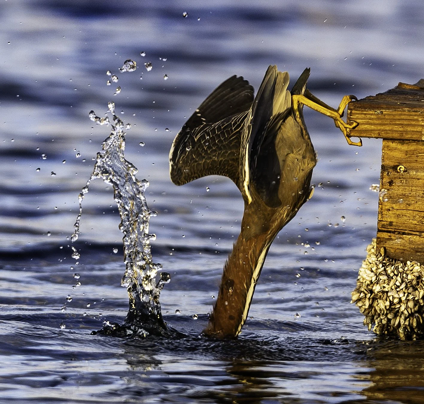 GreenHeron20.jpg