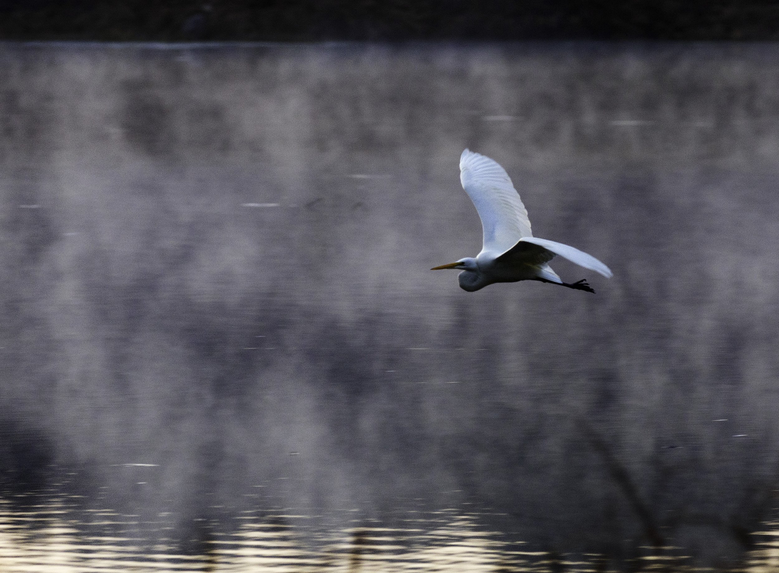 BirdFLy04.jpg