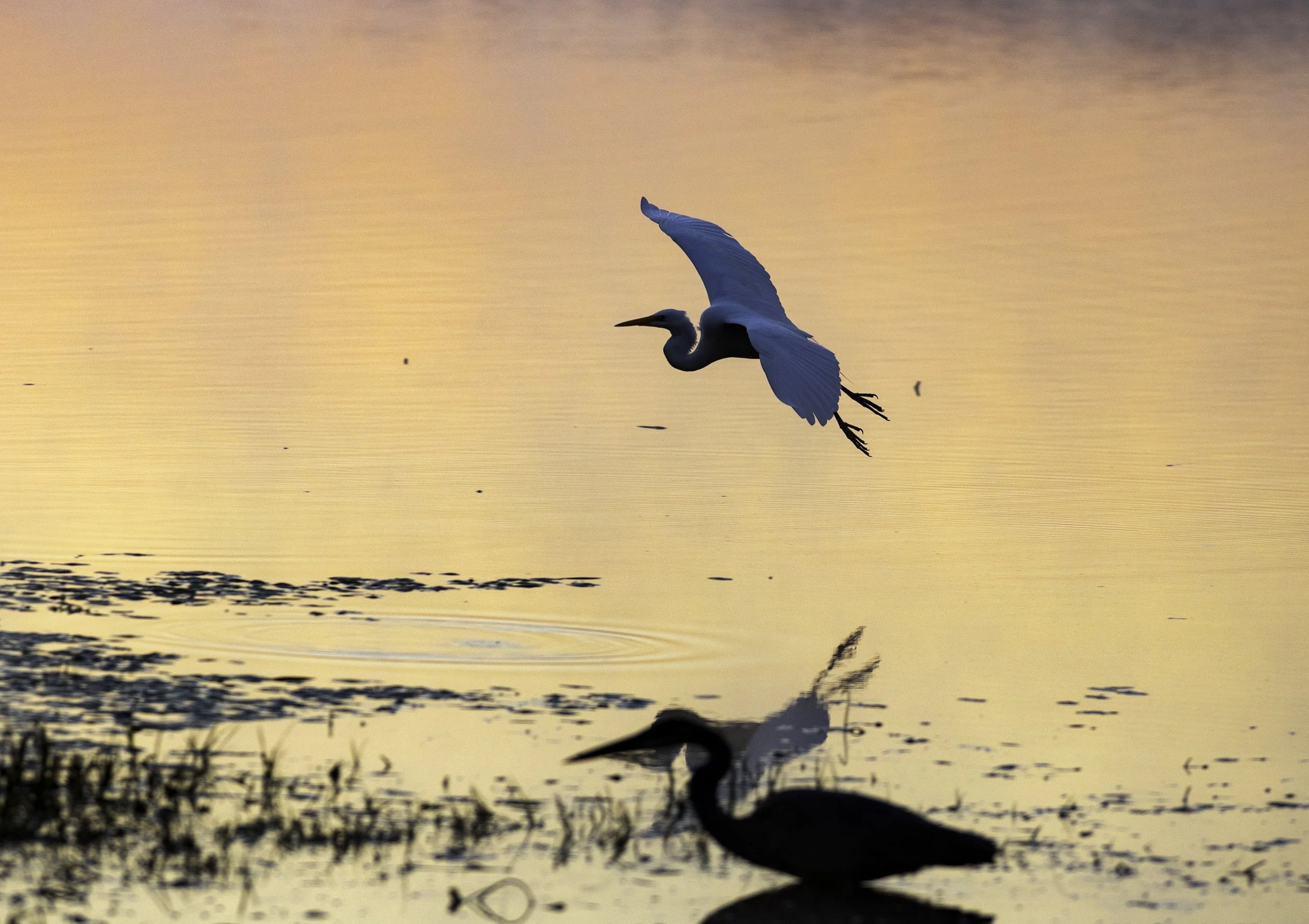 BirdFly033.jpg