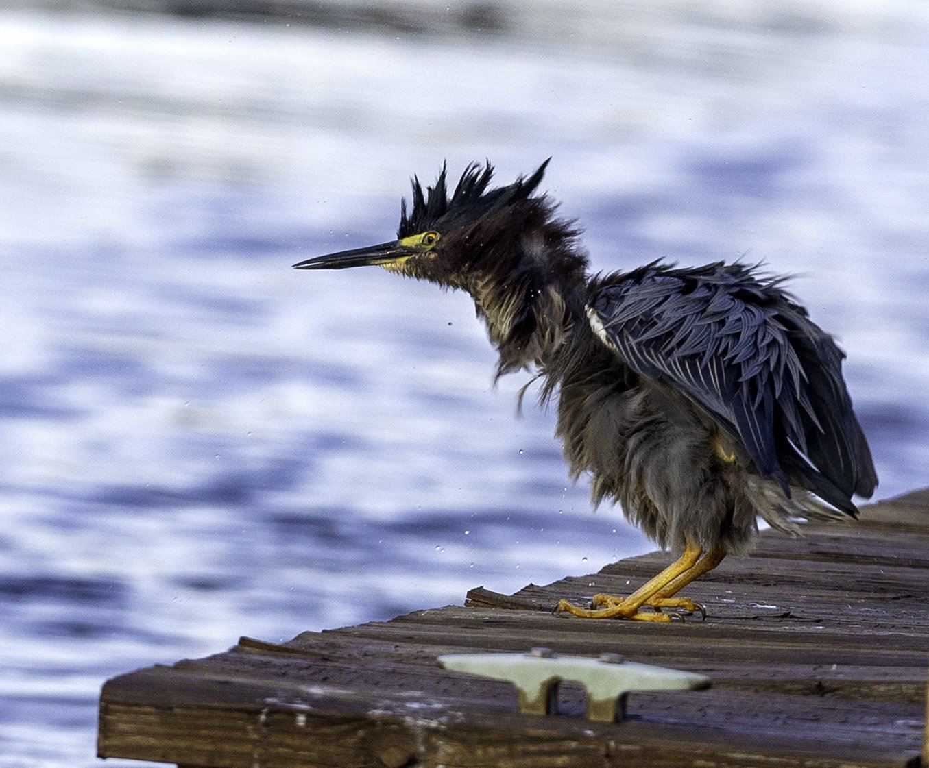 GreenHeron22.jpg