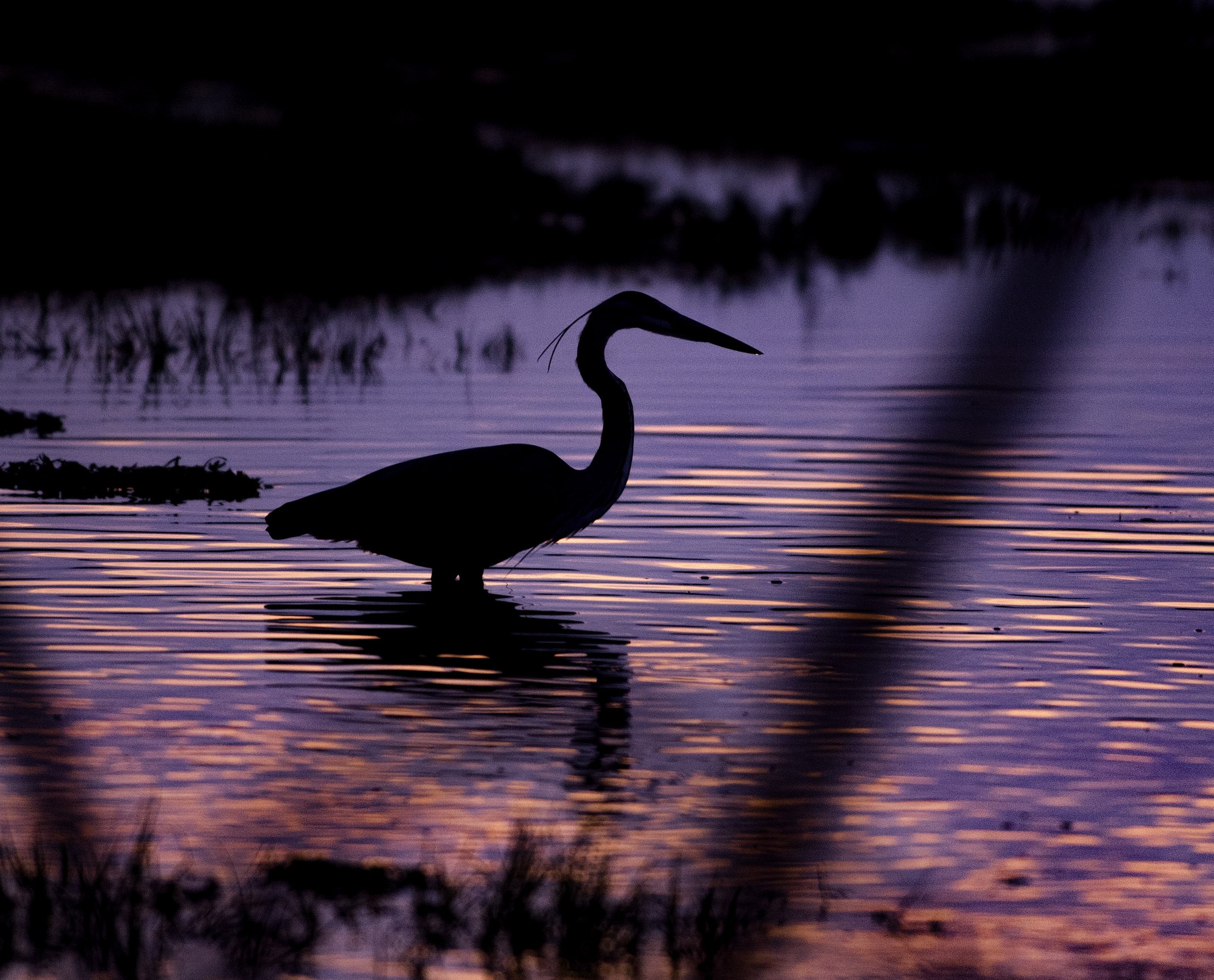 Heron1.jpg