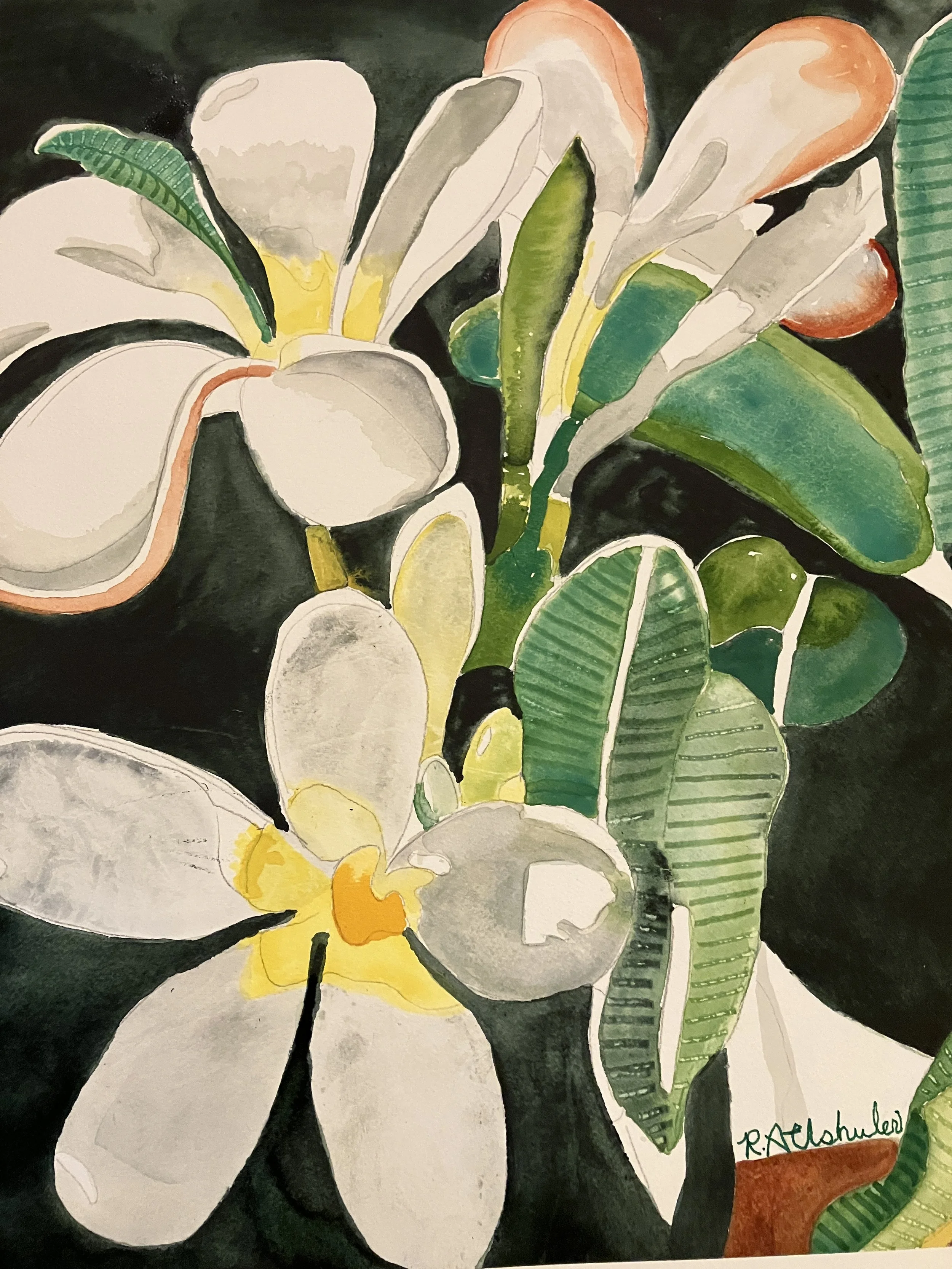 Peppy Plumeria