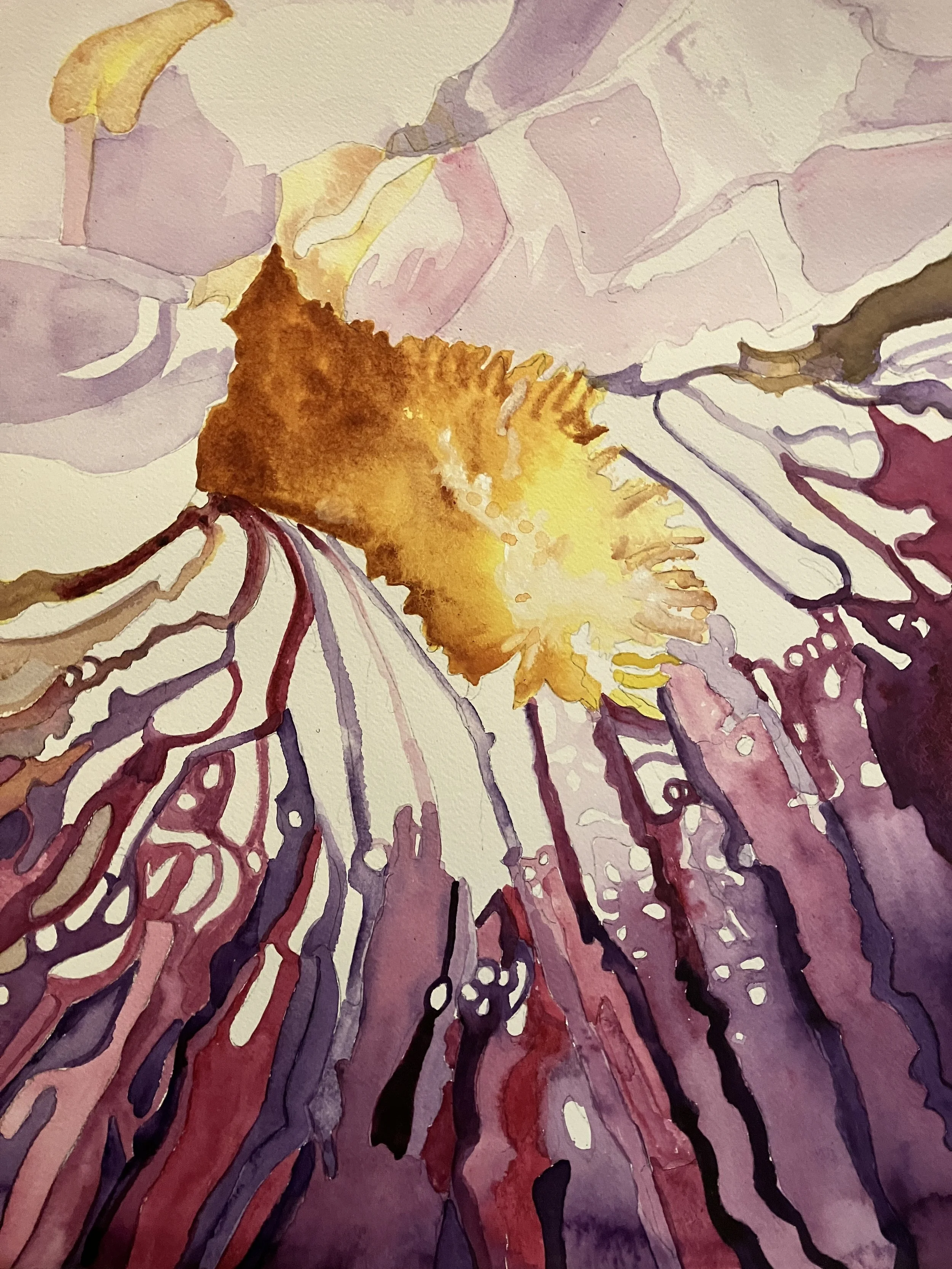 The Eye Of The Iris
