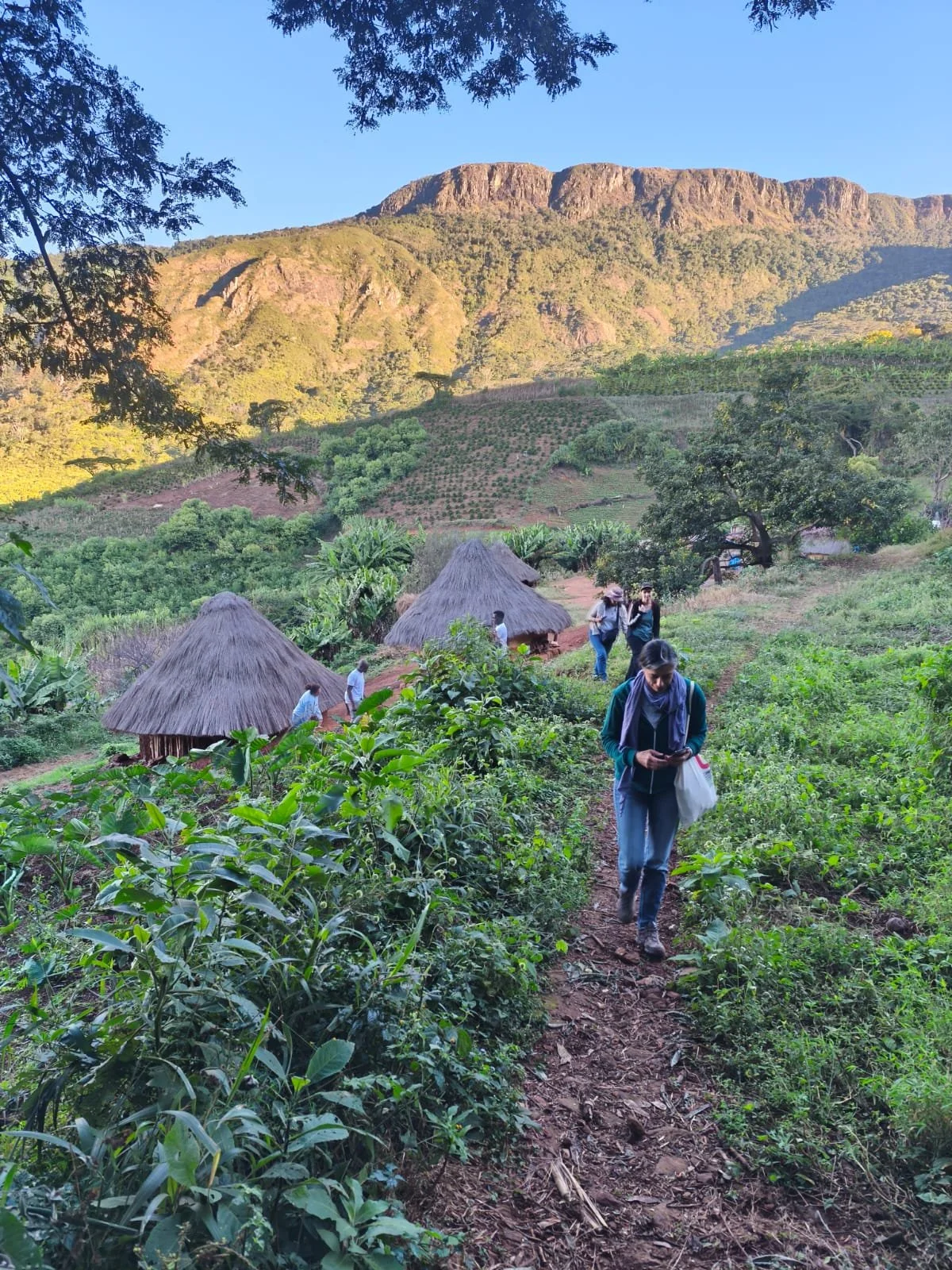 Copy_3_Chimanimani_Tsetsera_junho25.jpeg