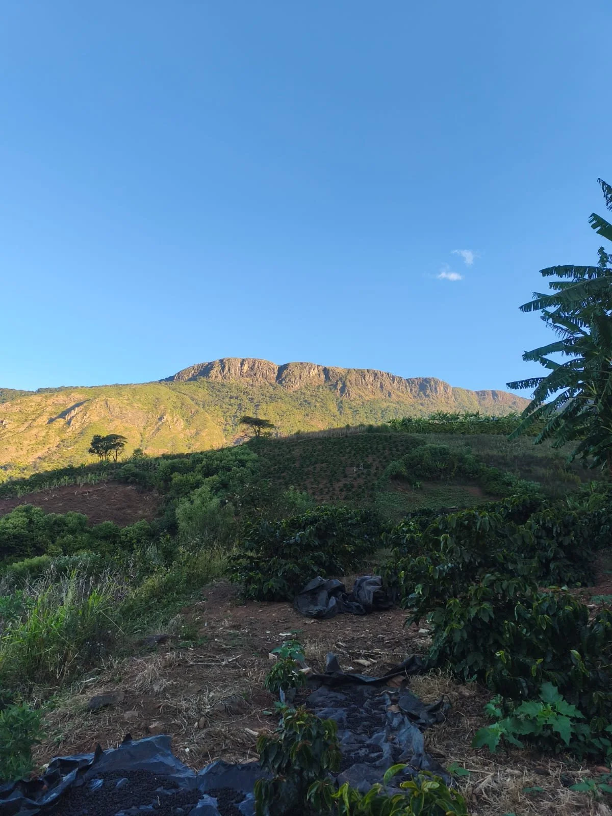Copy_10_Chimanimani_Tsetsera_junho25.jpeg