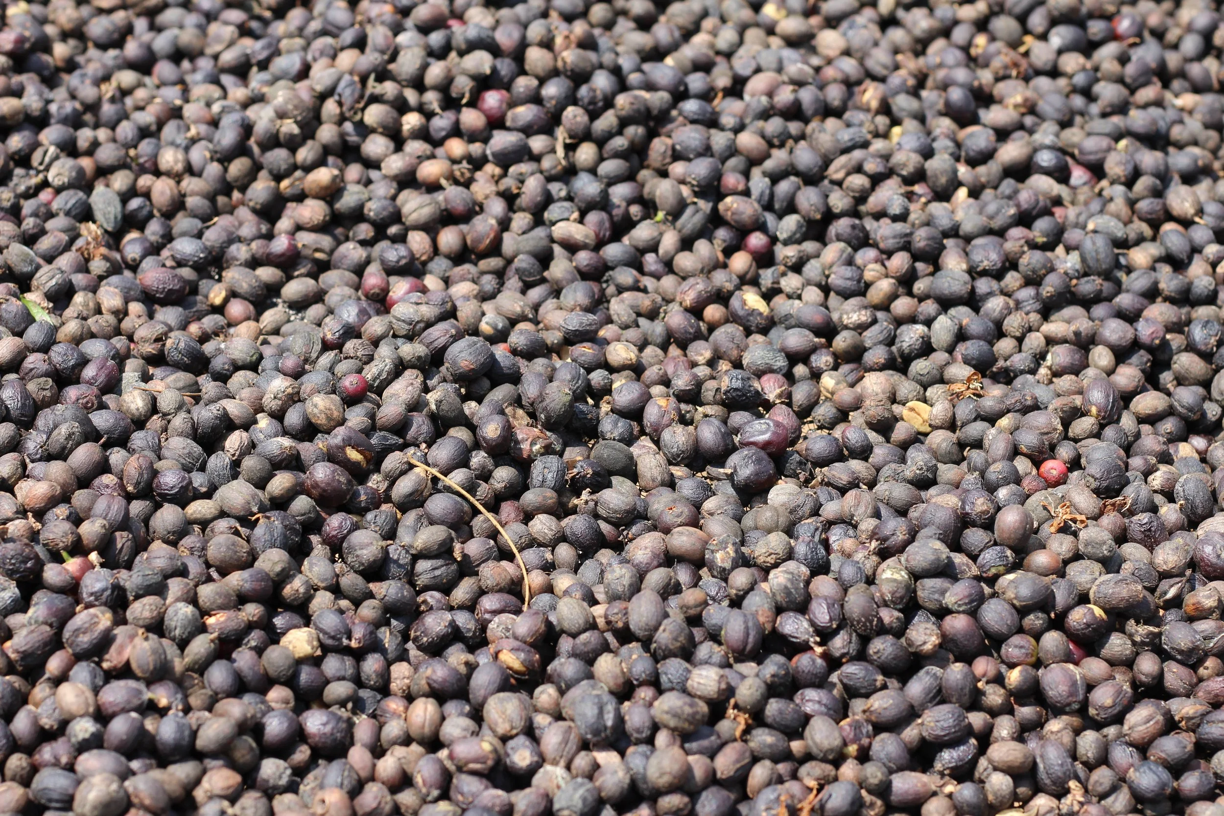 11_MissaoGorongosa_2023.JPG