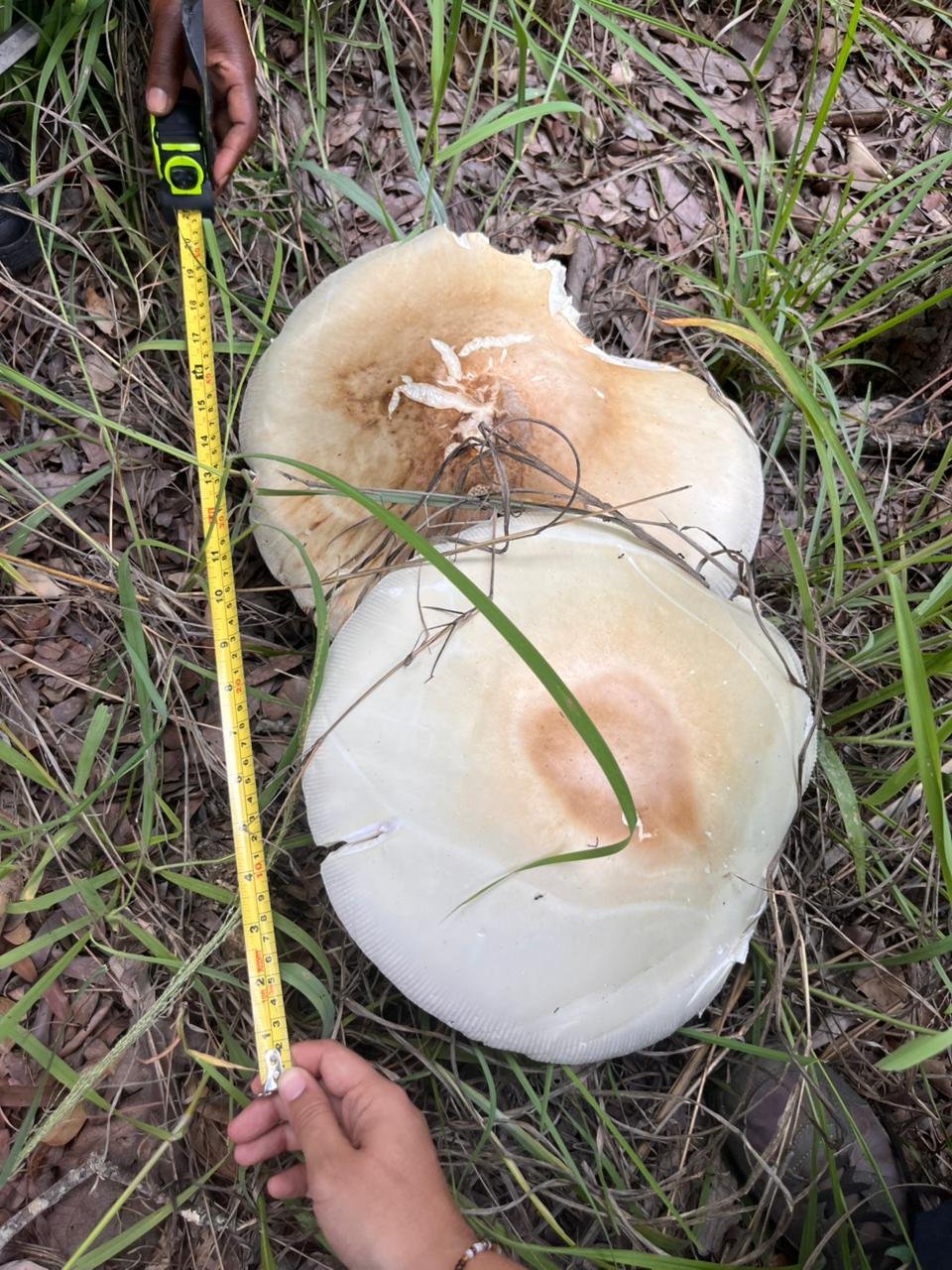 Nova missão a Chimanimani: Formação e colheita de cogumelos